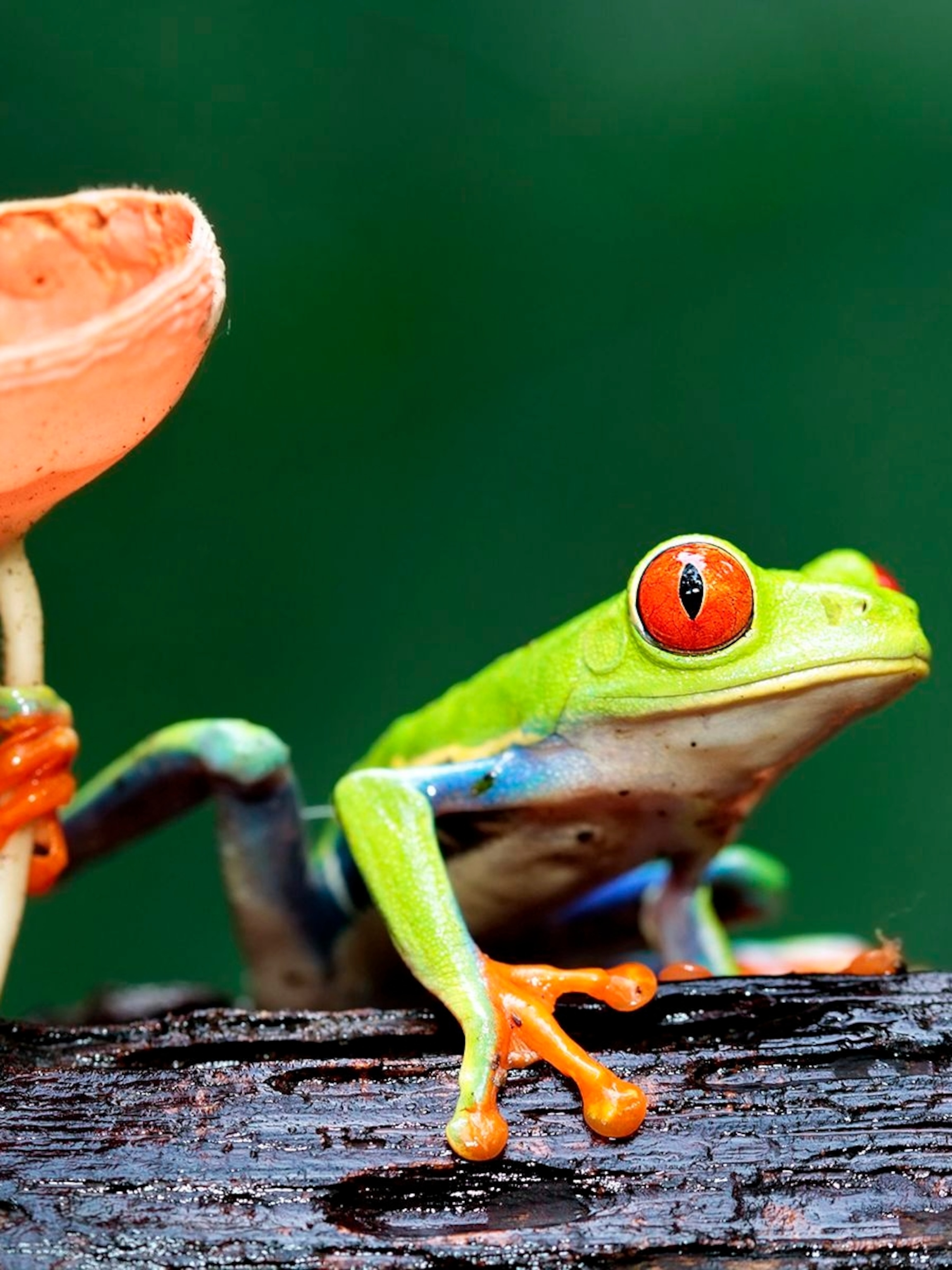 Tree Frog Wallpapers