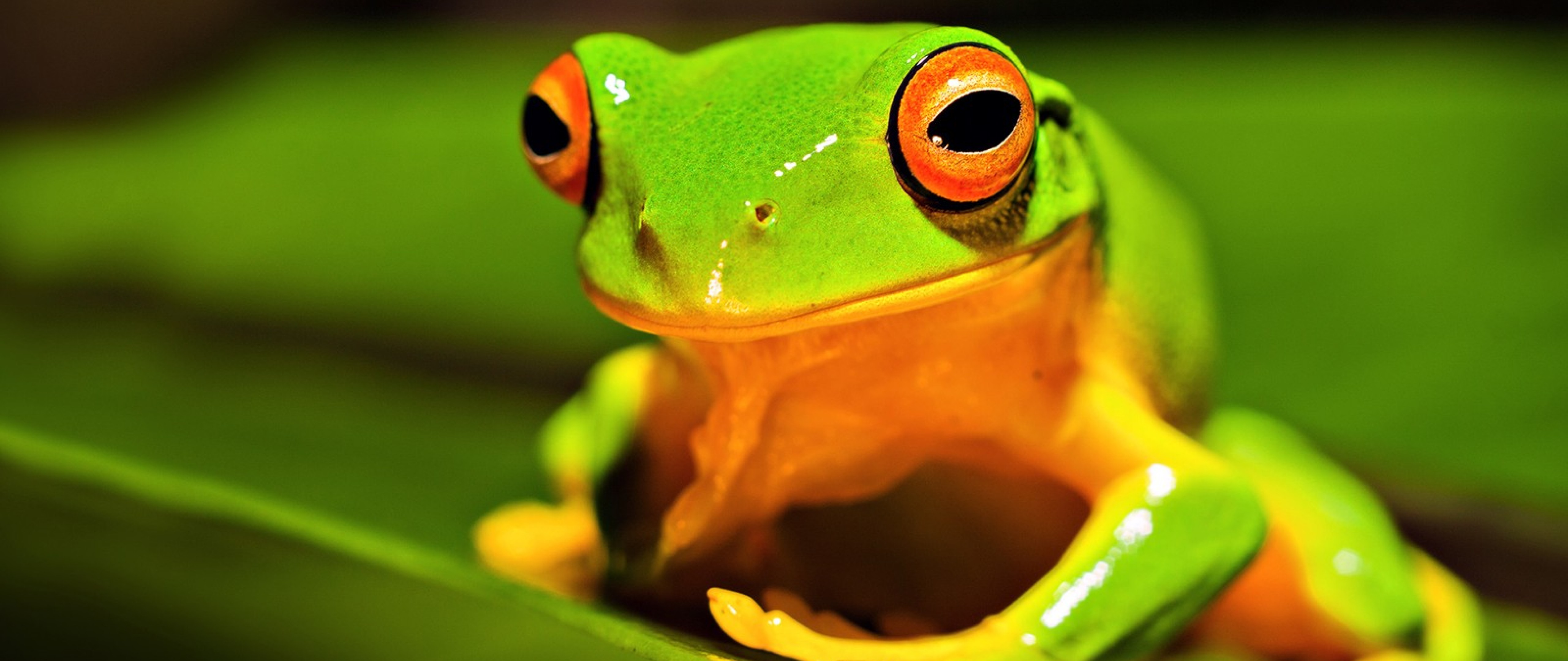 Tree Frog Wallpapers