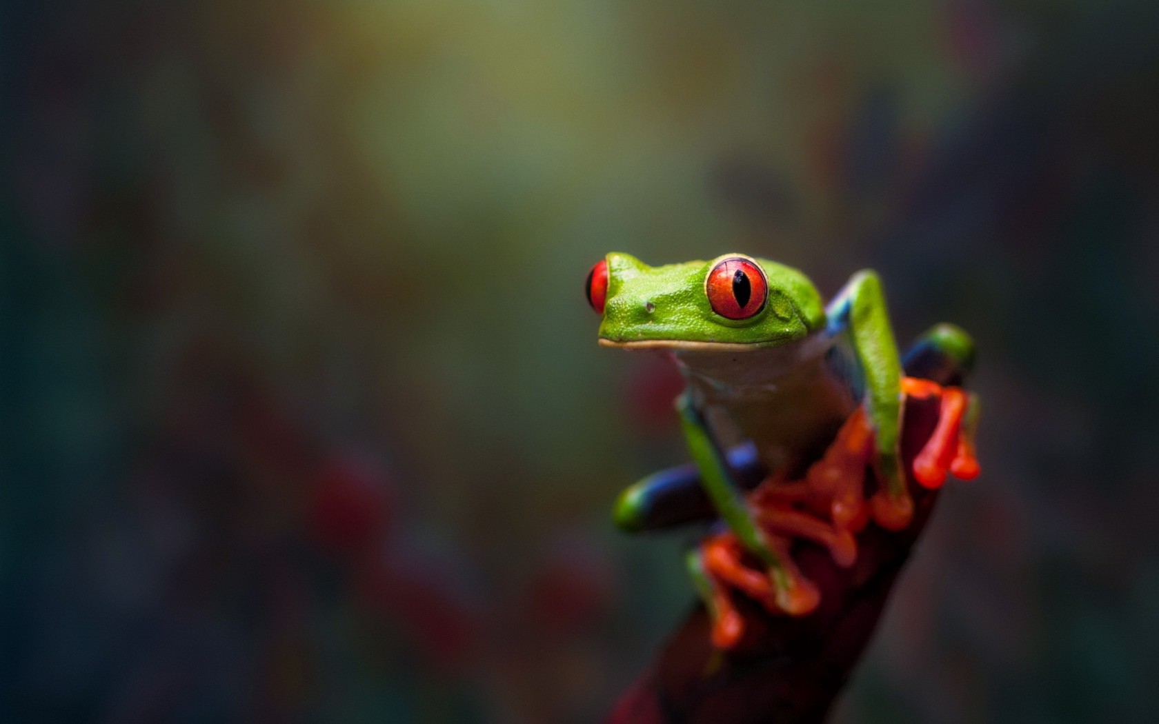 Tree Frog Wallpapers