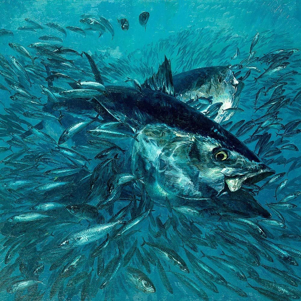 Tuna Wallpapers