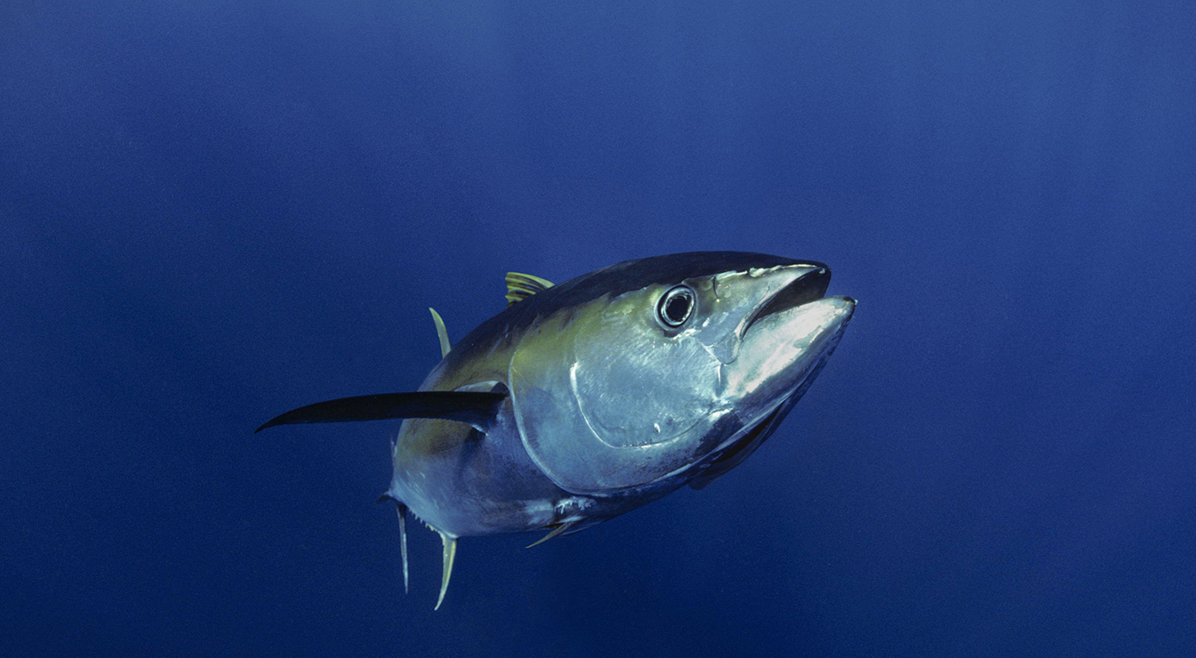 Tuna Wallpapers