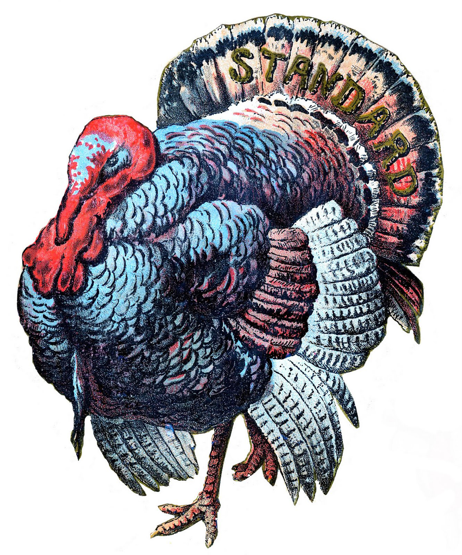 Turkeys Wallpapers