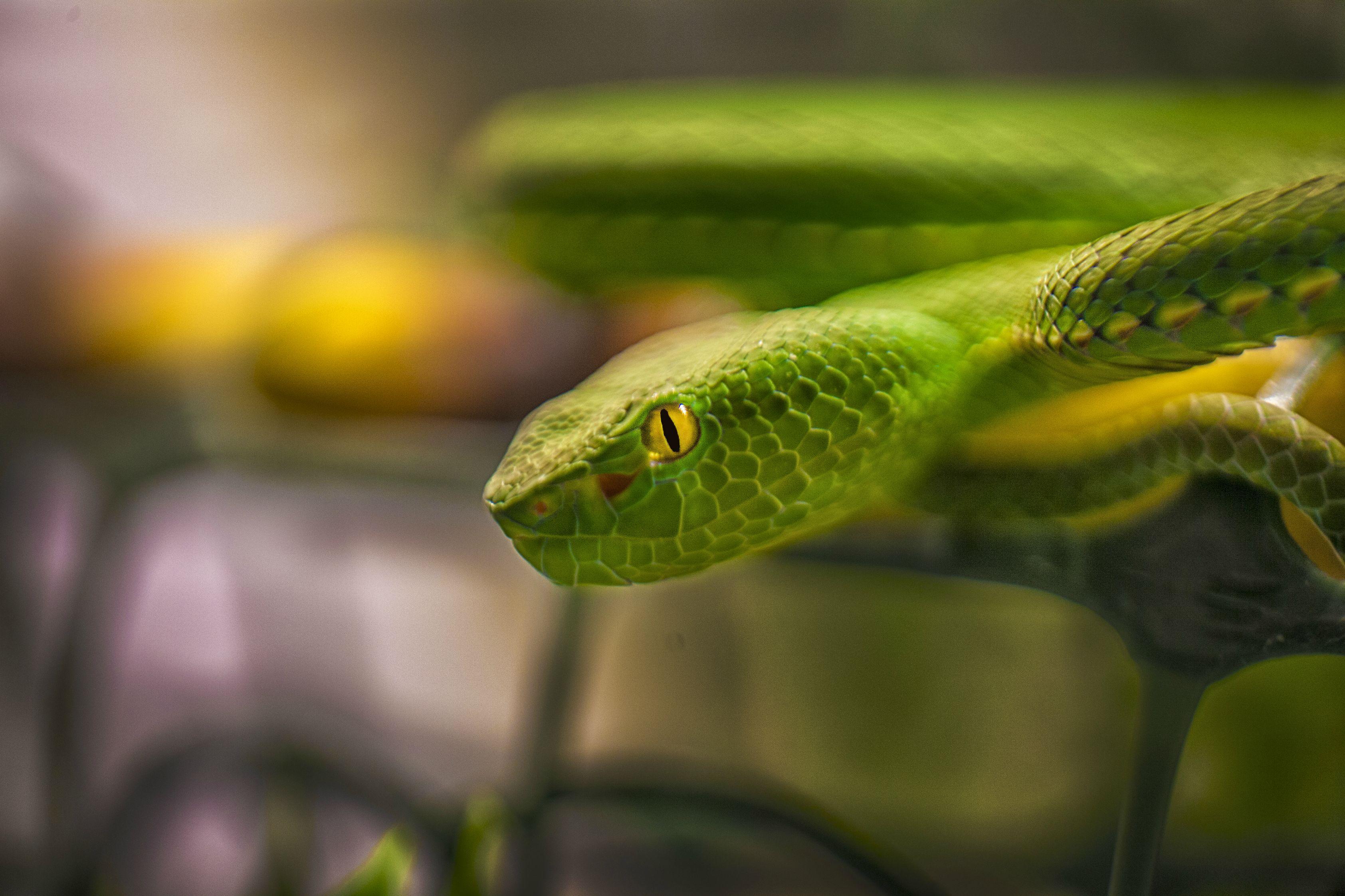 Vogel'S Pit Viper Trimeresurus Vogeli Wallpapers