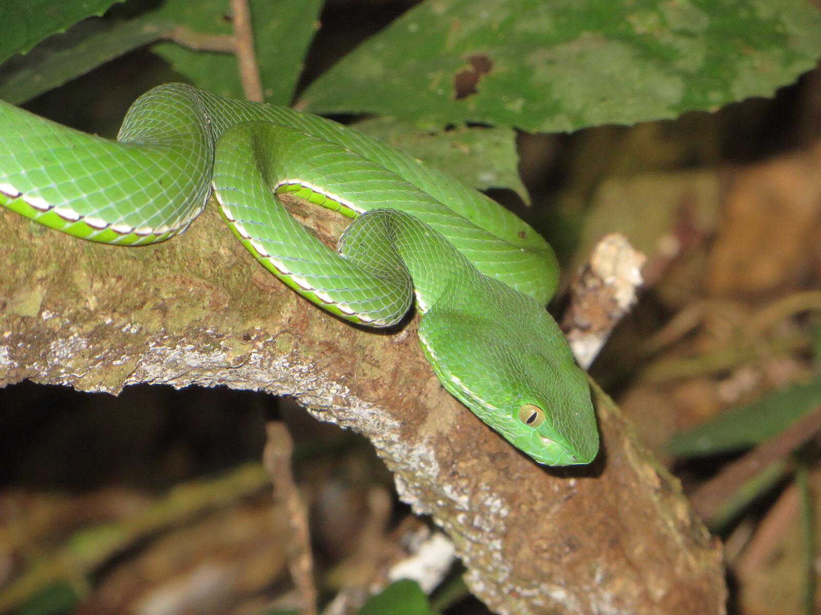 Vogel'S Pit Viper Trimeresurus Vogeli Wallpapers