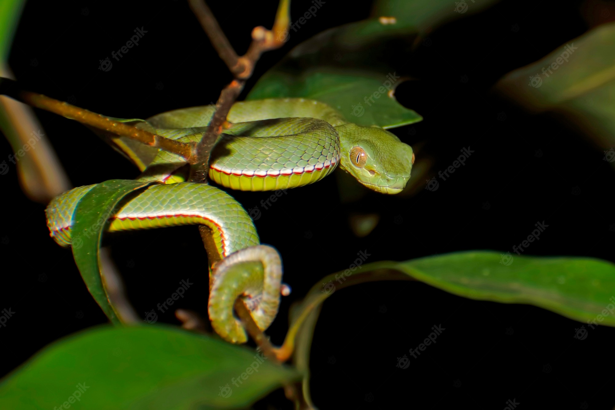 Vogel'S Pit Viper Trimeresurus Vogeli Wallpapers