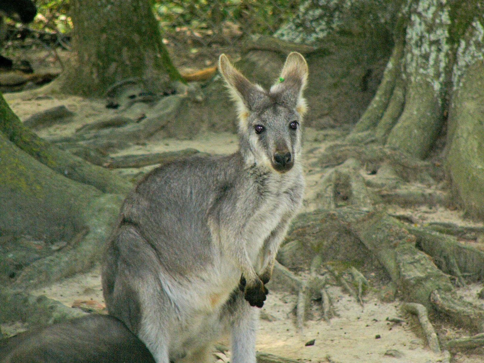 Wallaroos Wallpapers