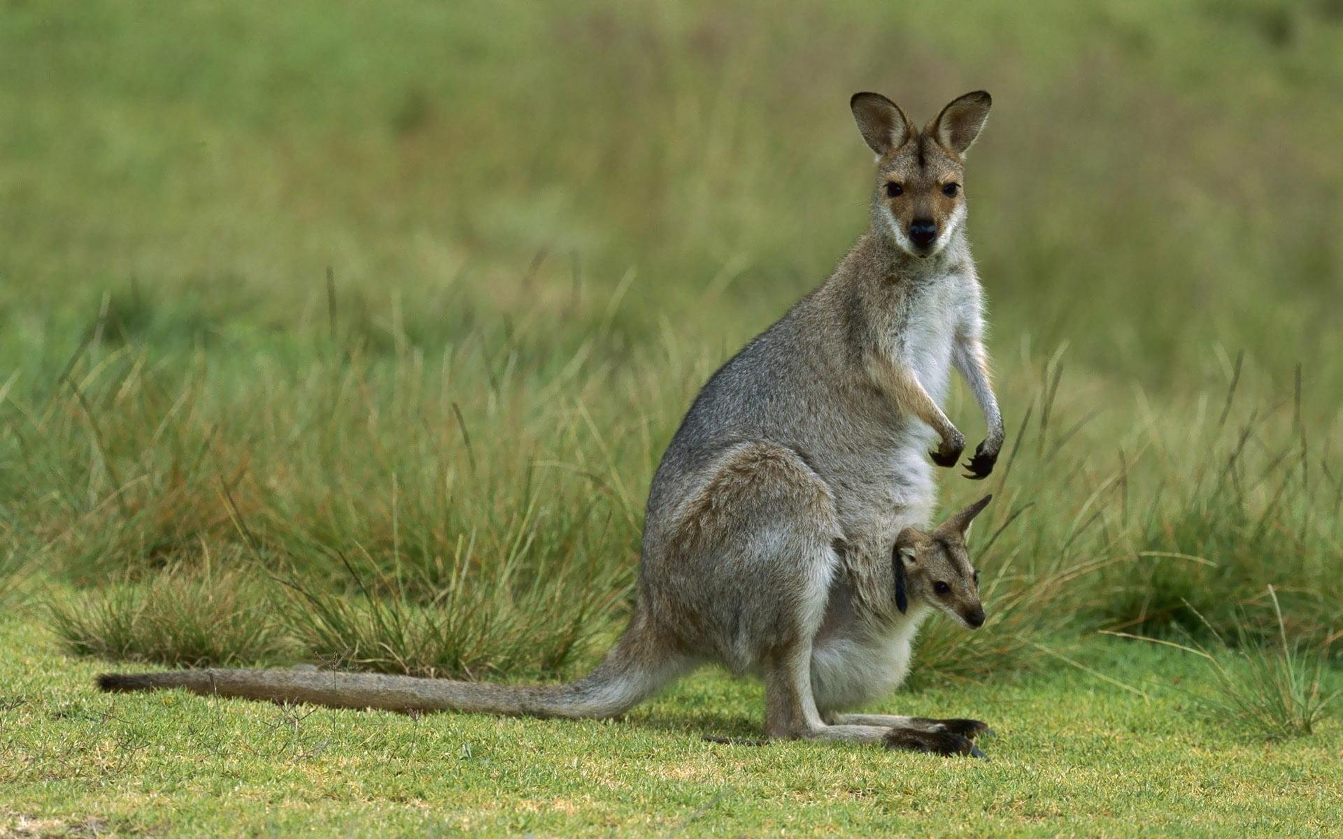 Wallaroos Wallpapers