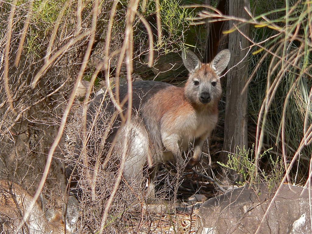 Wallaroos Wallpapers