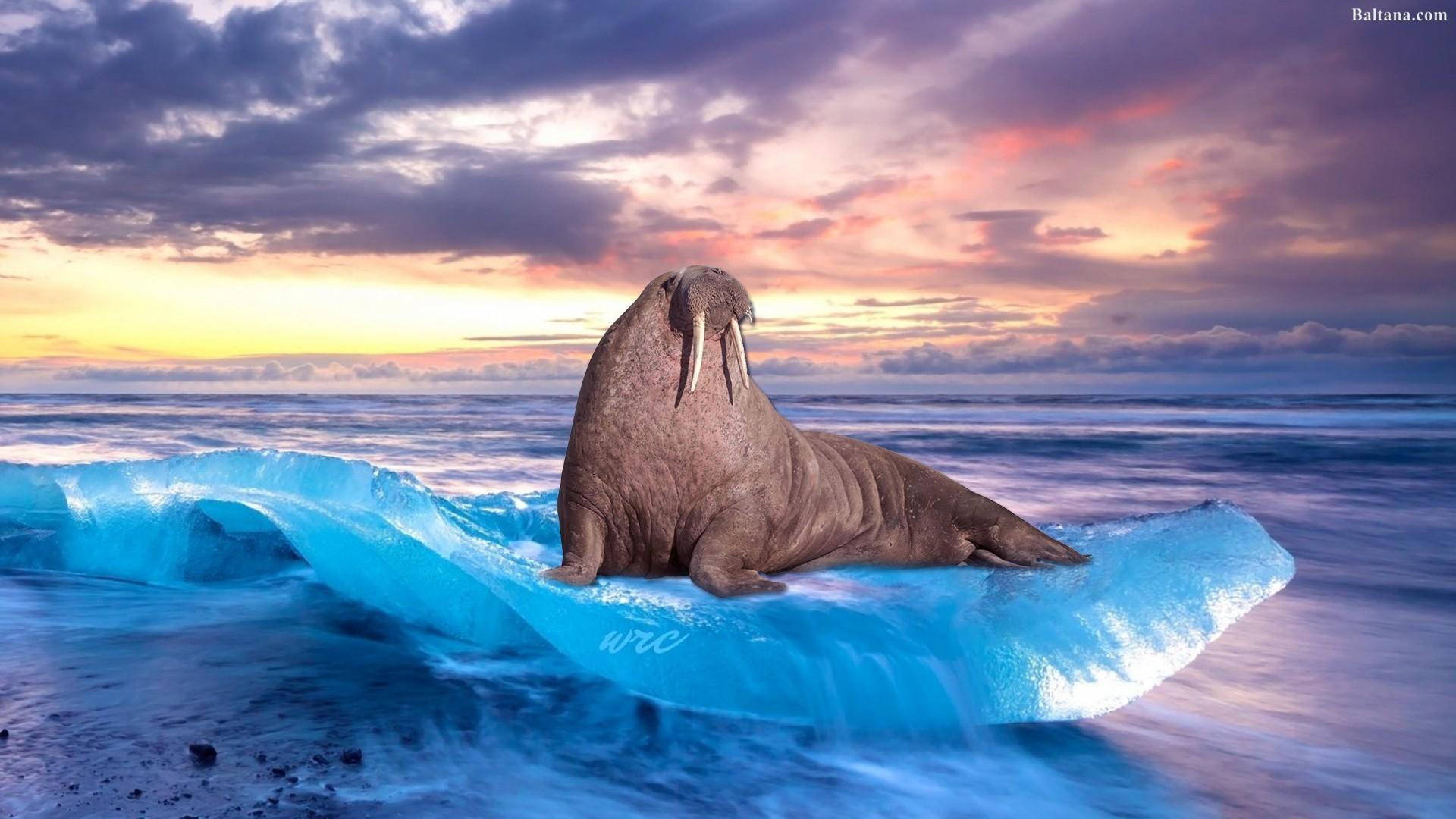 Walrus Wallpapers