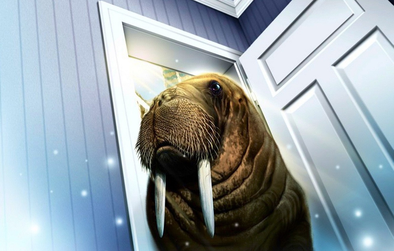 Walrus Wallpapers