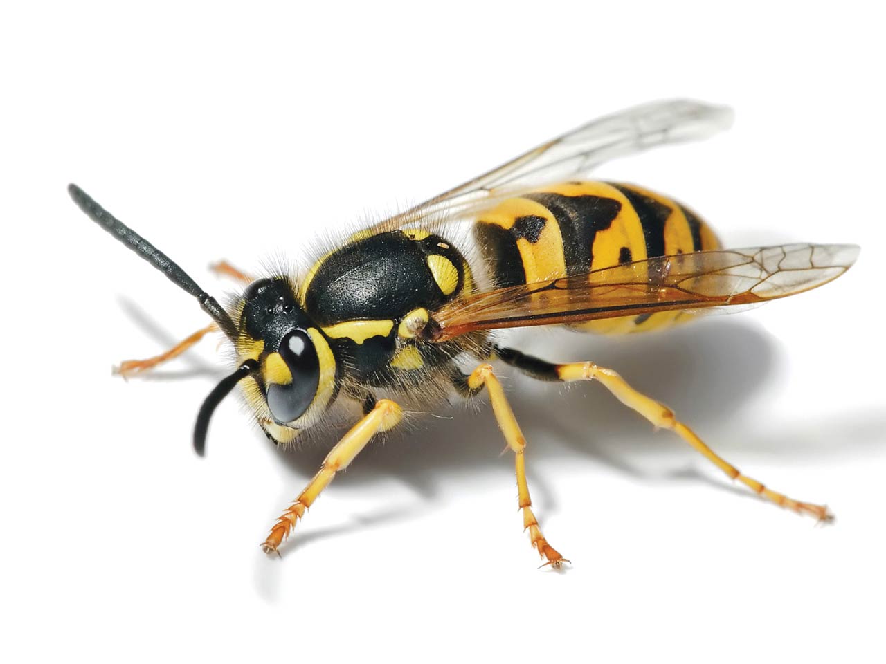 Wasp Wallpapers
