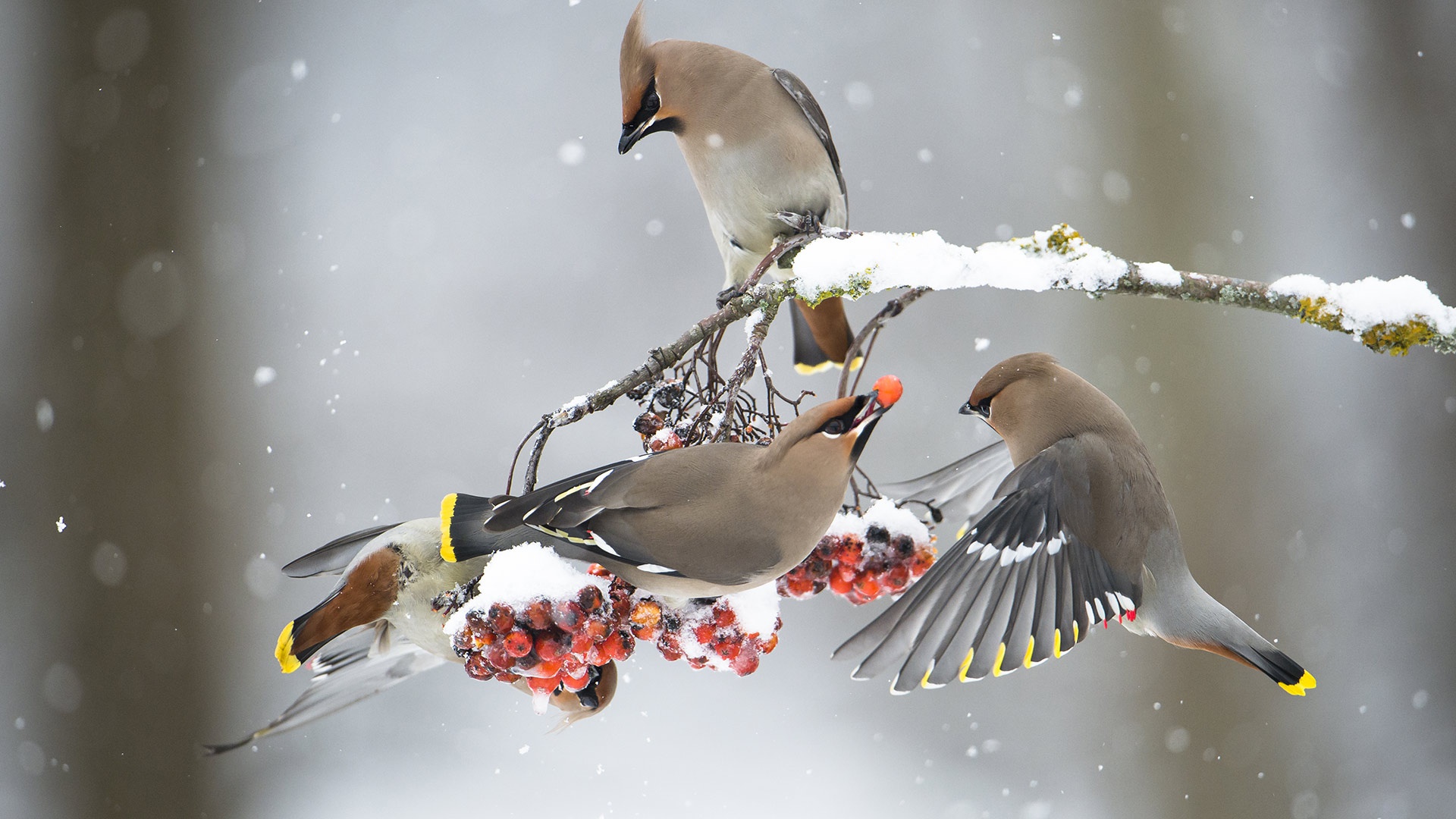 Waxwing Wallpapers