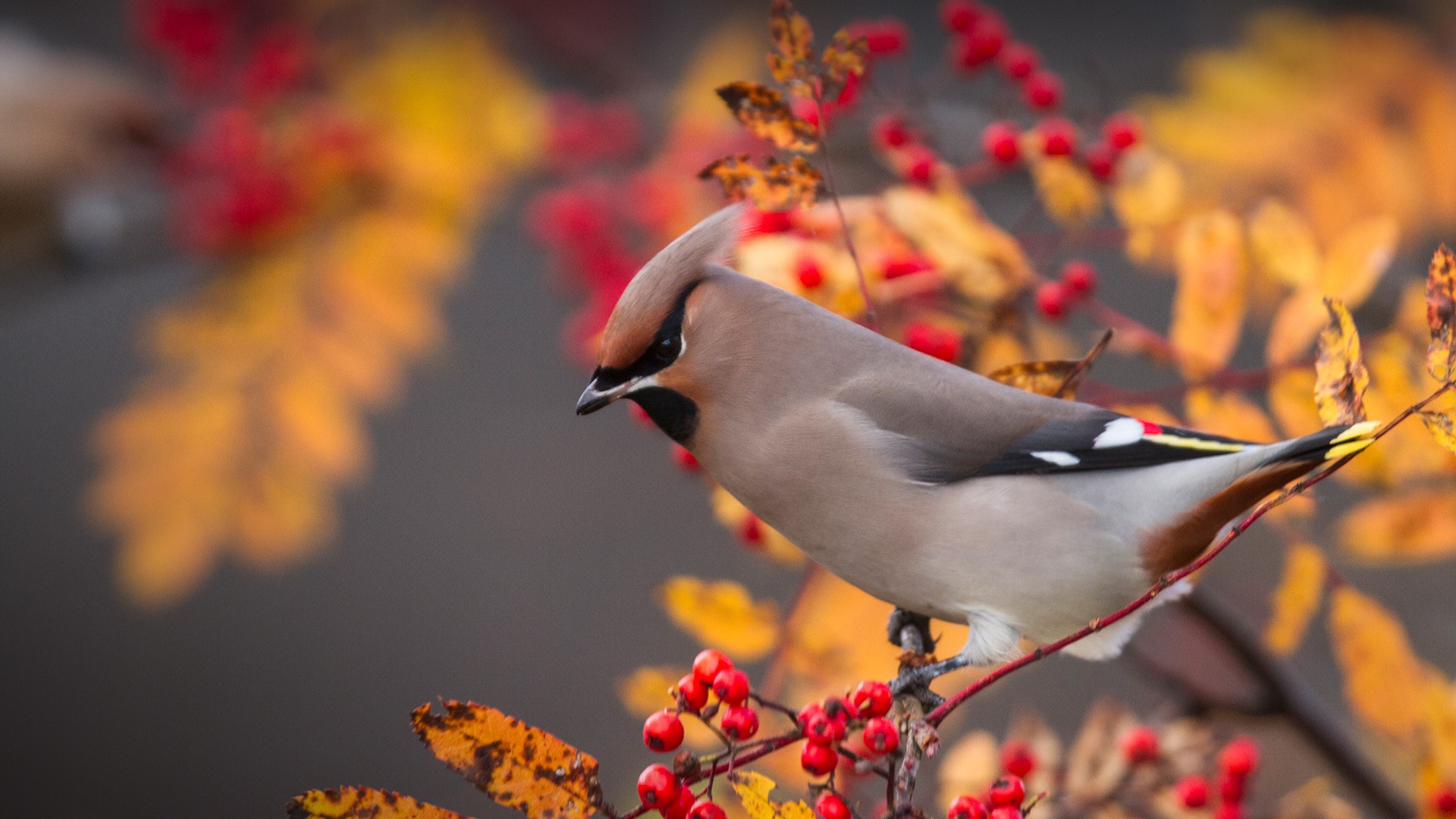 Waxwing Wallpapers