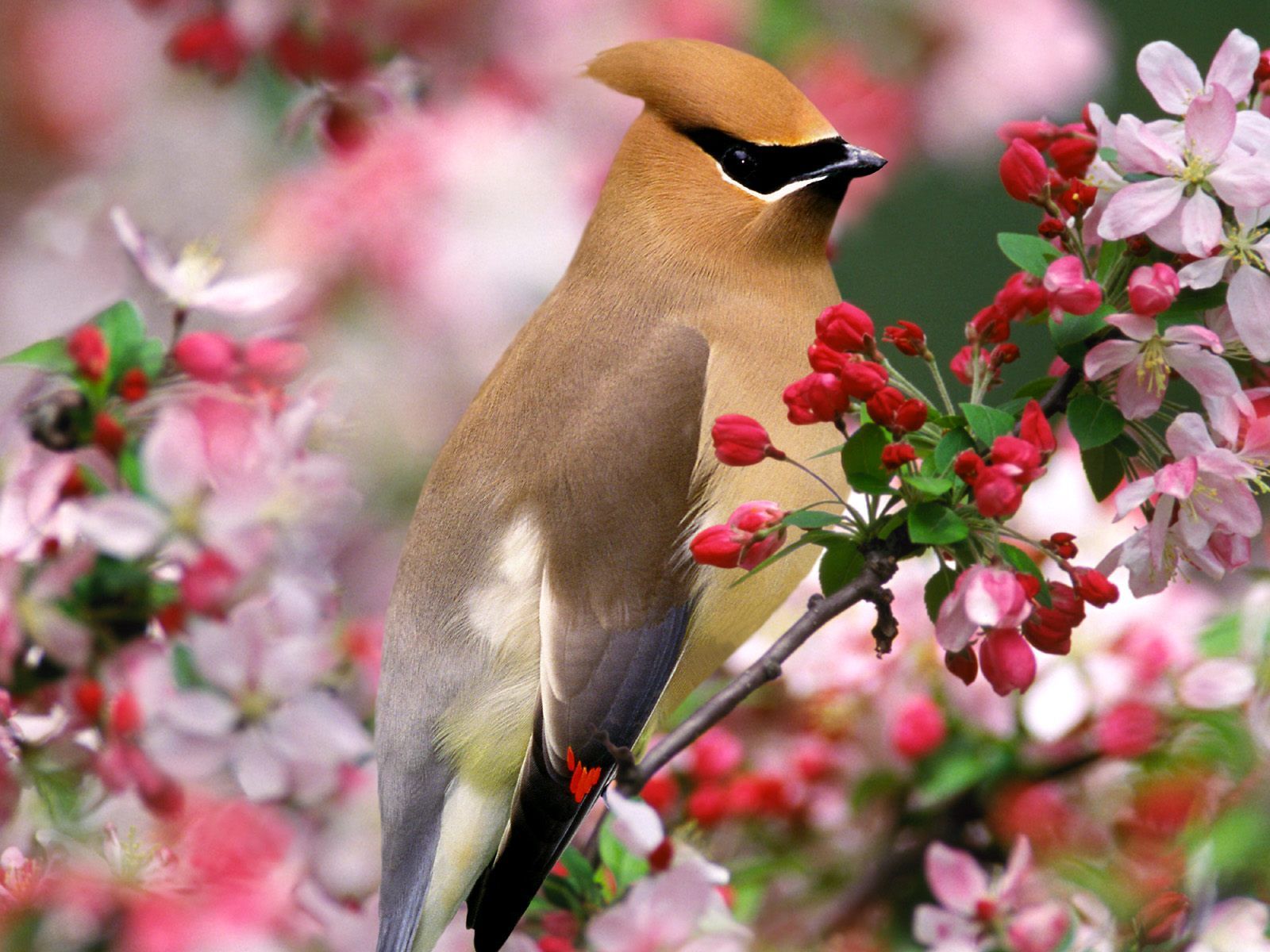 Waxwing Wallpapers