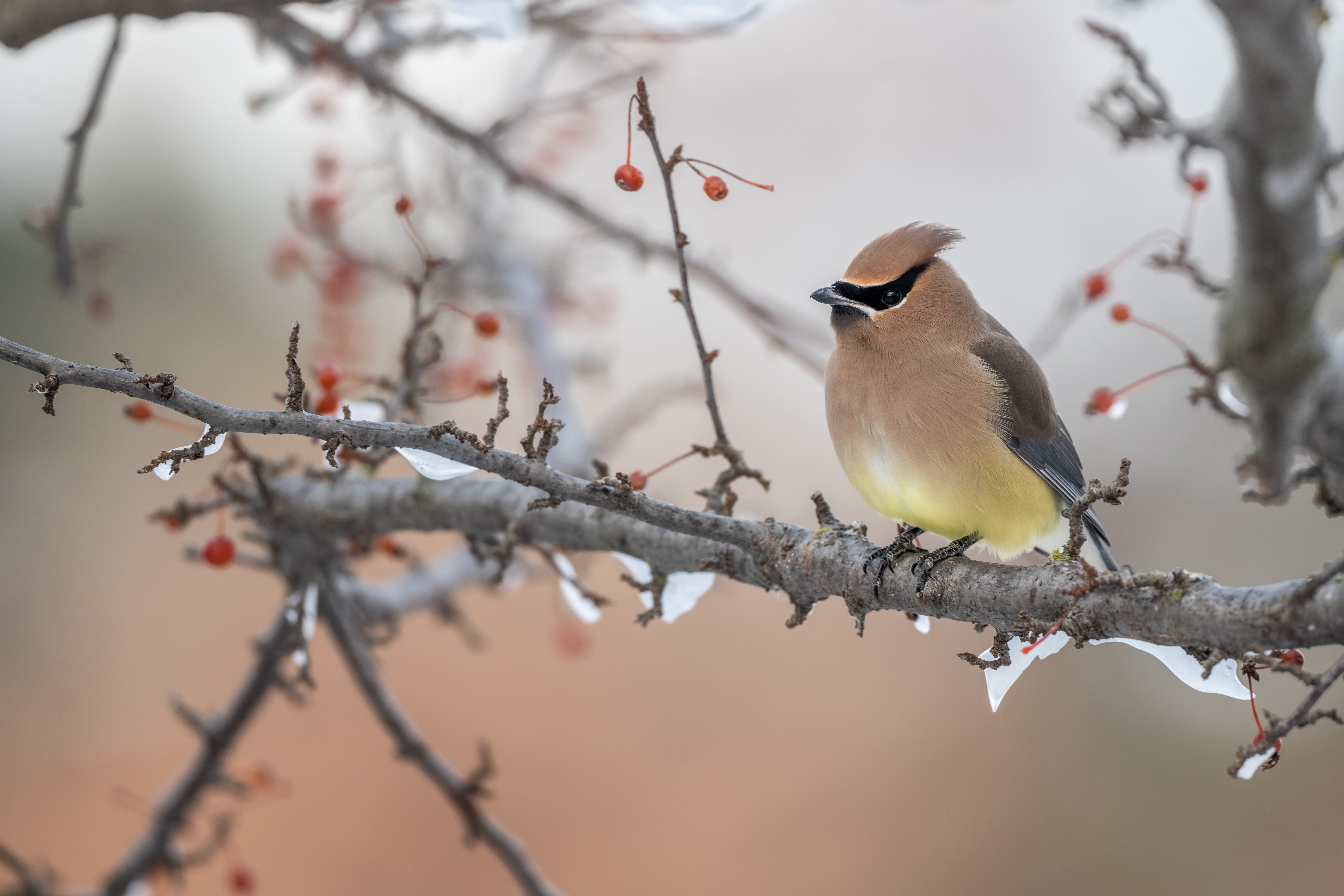 Waxwing Wallpapers