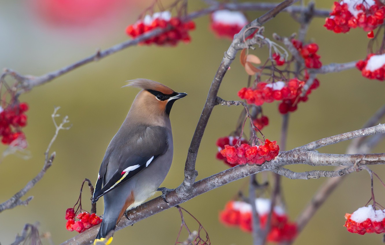 Waxwing Wallpapers