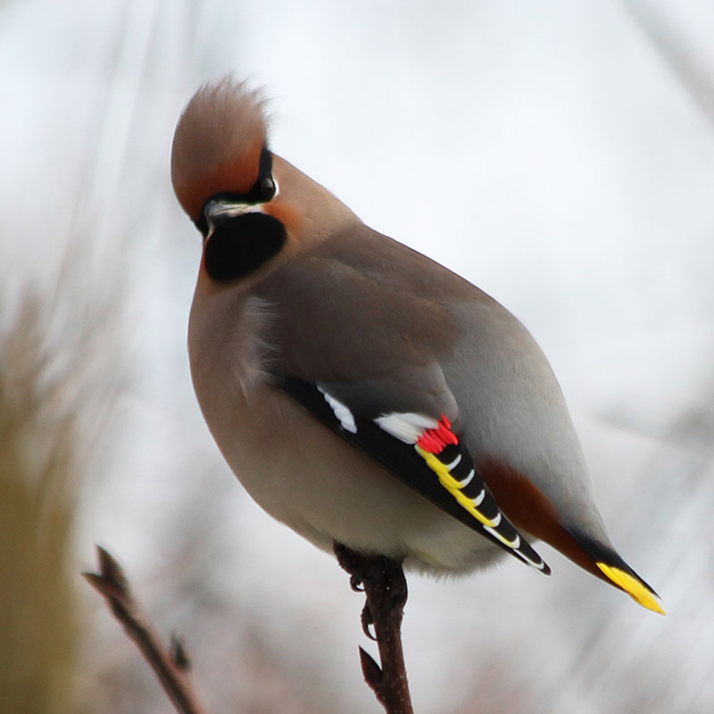 Waxwing Wallpapers