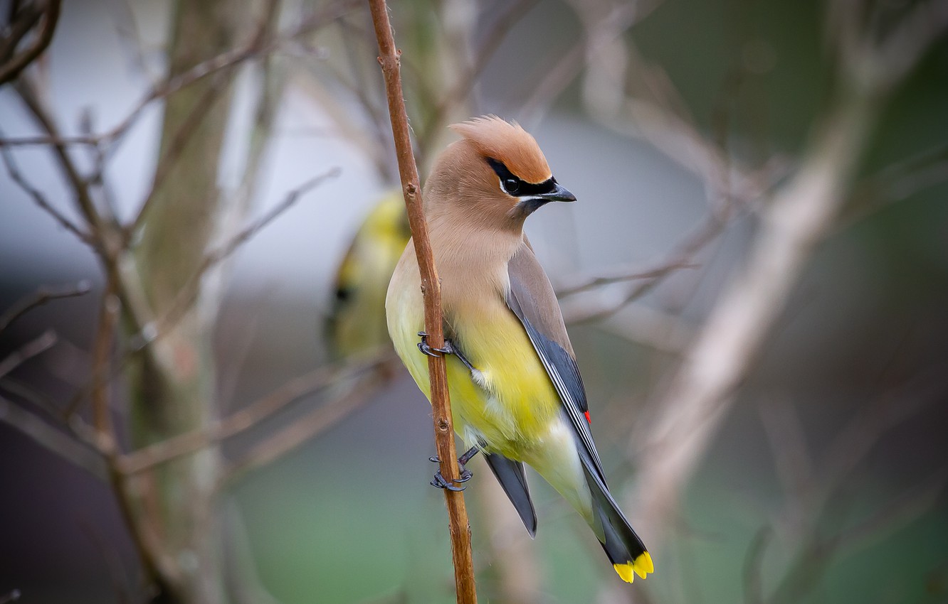 Waxwing Wallpapers