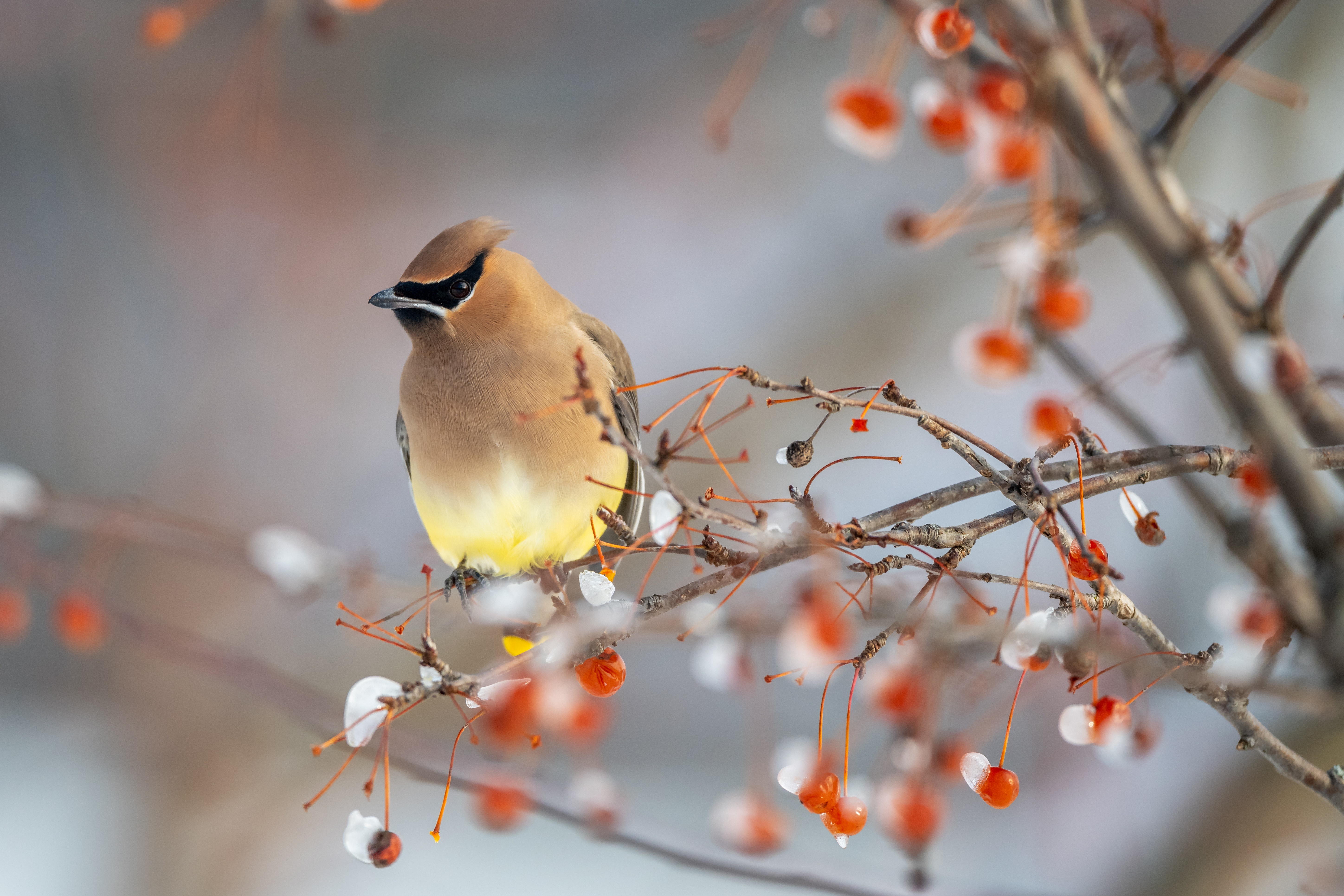 Waxwing Wallpapers