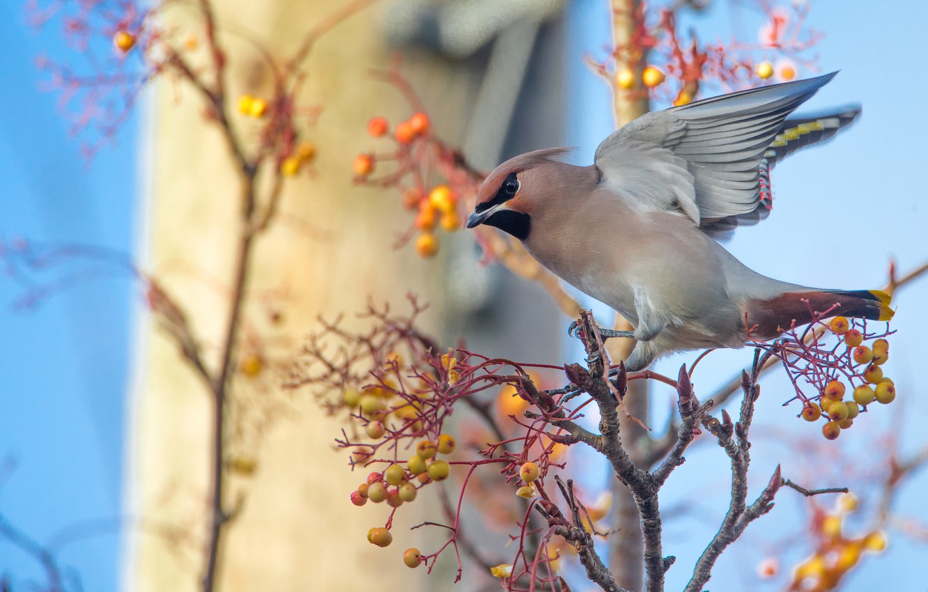 Waxwing Wallpapers