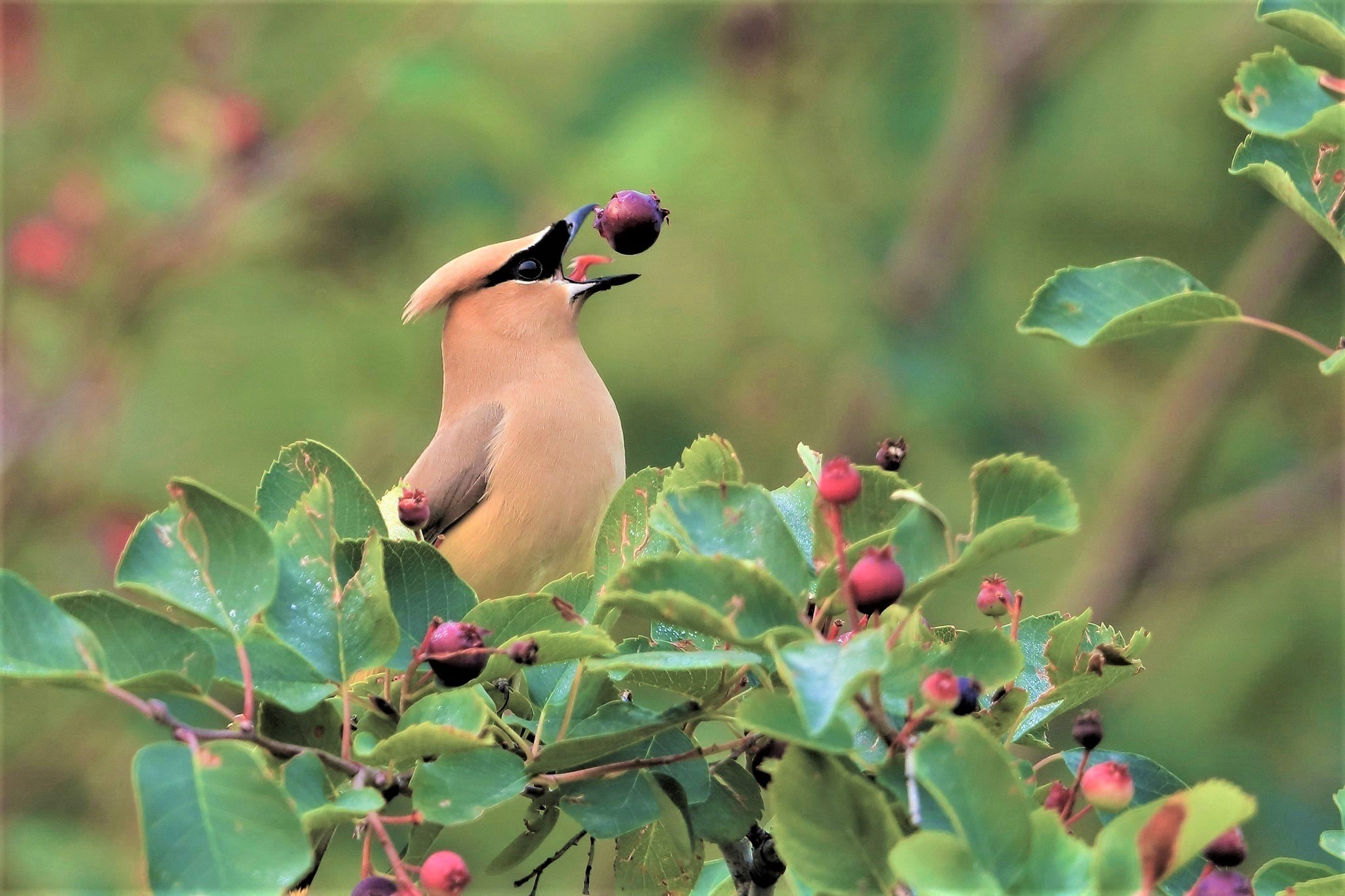 Waxwing Wallpapers