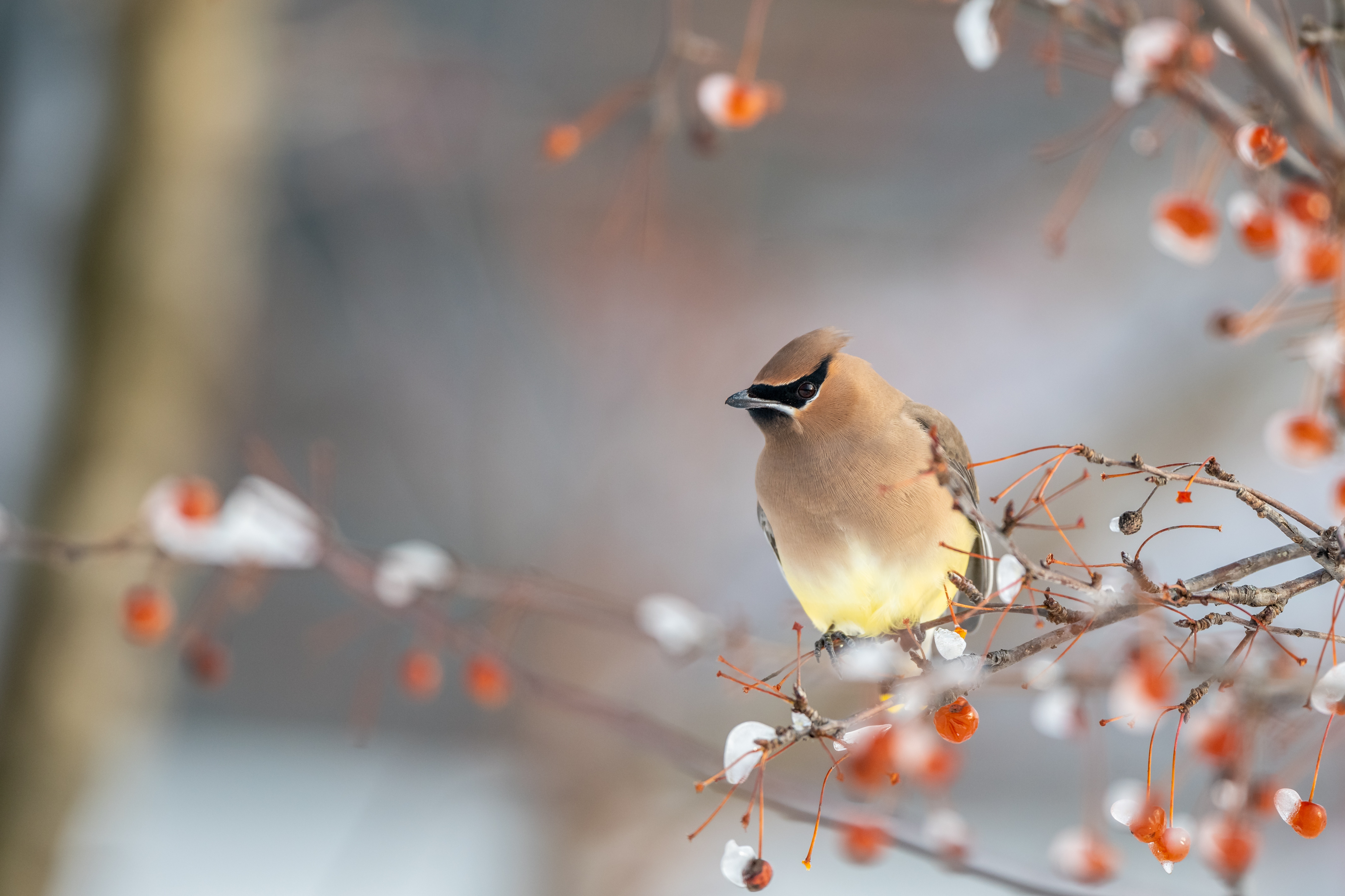 Waxwing Wallpapers