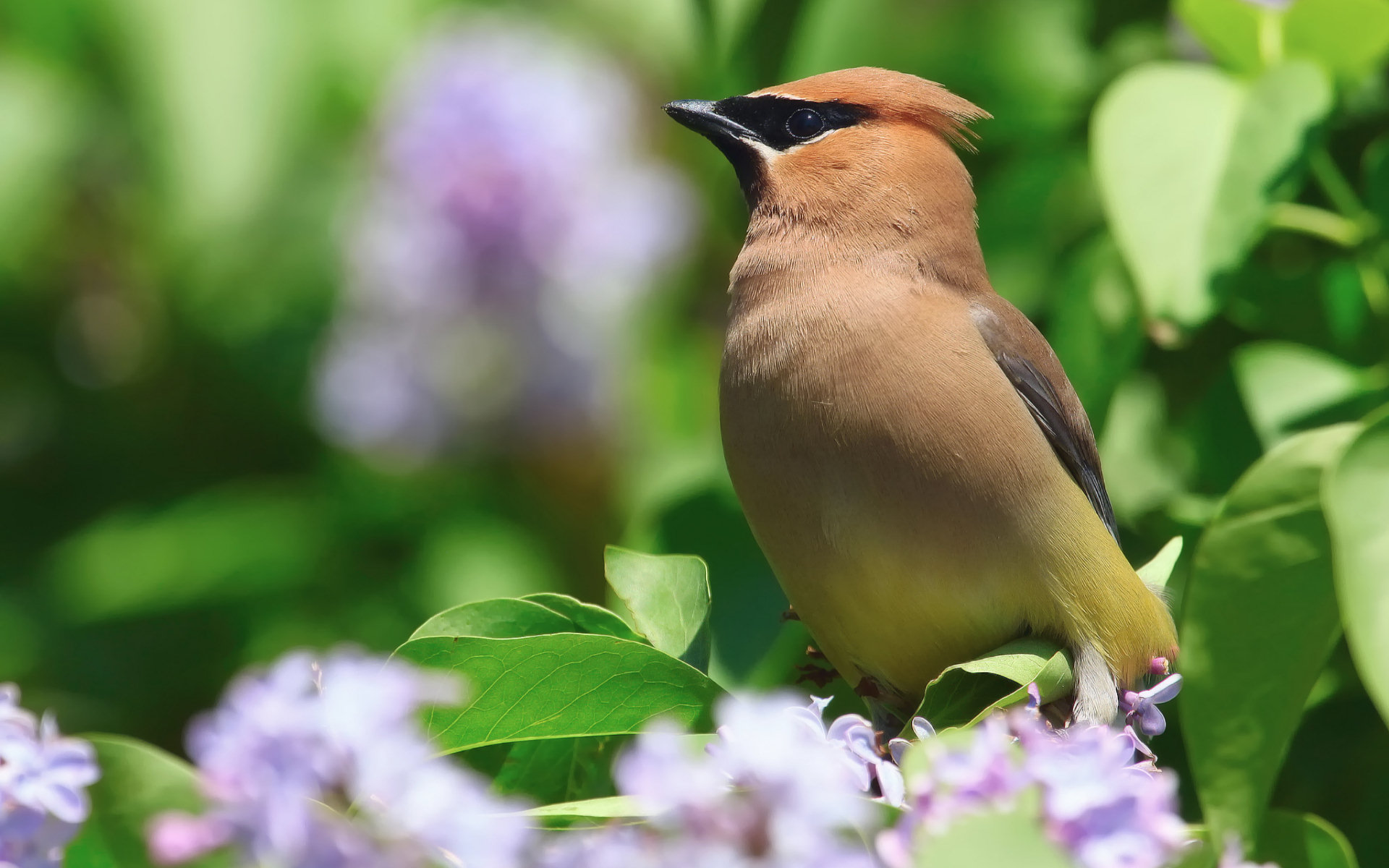 Waxwing Wallpapers