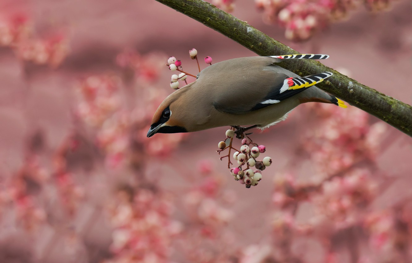 Waxwing Wallpapers