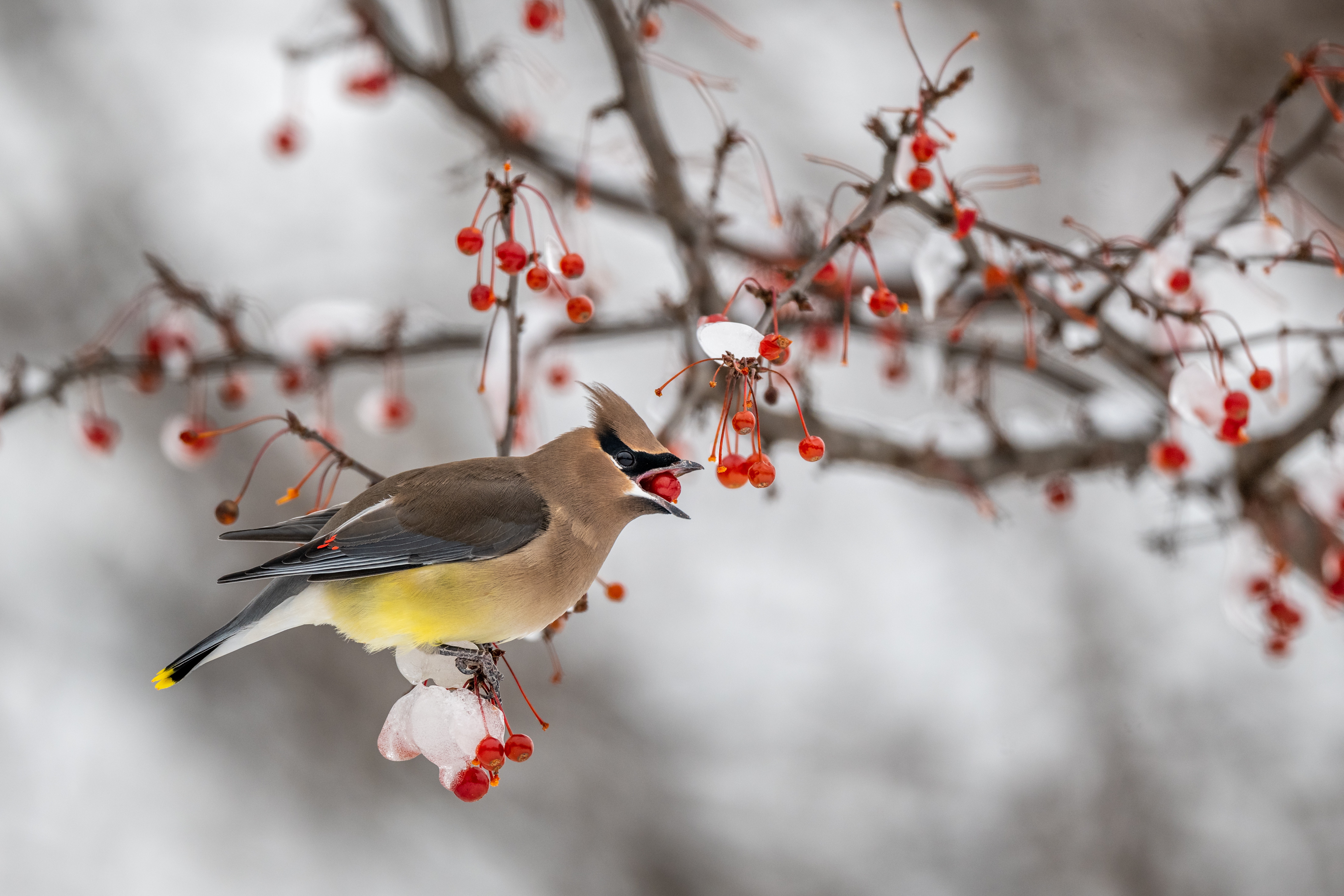 Waxwing Wallpapers