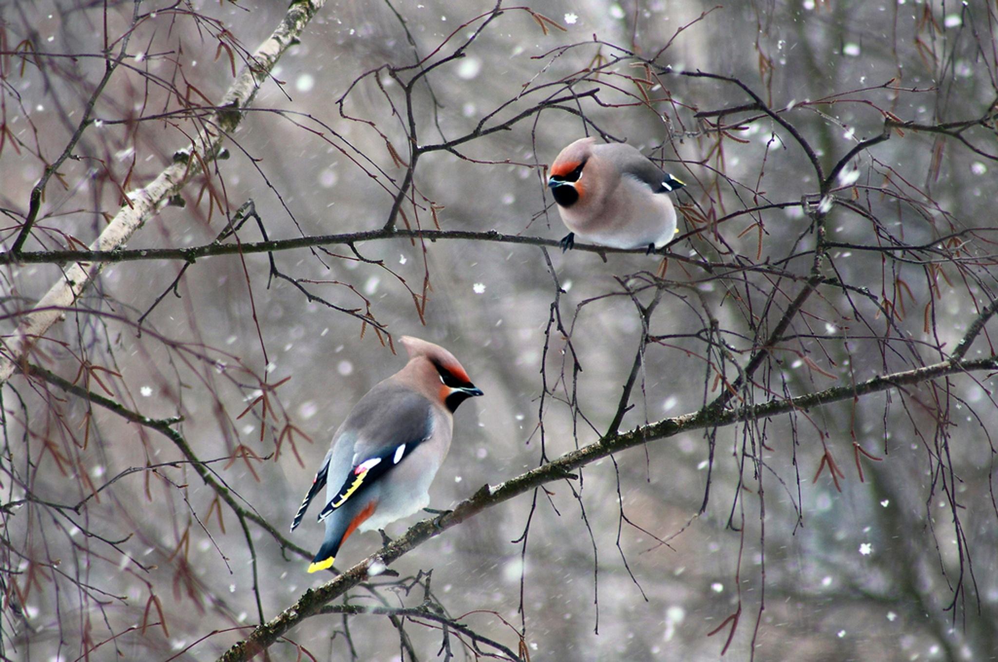 Waxwing Wallpapers