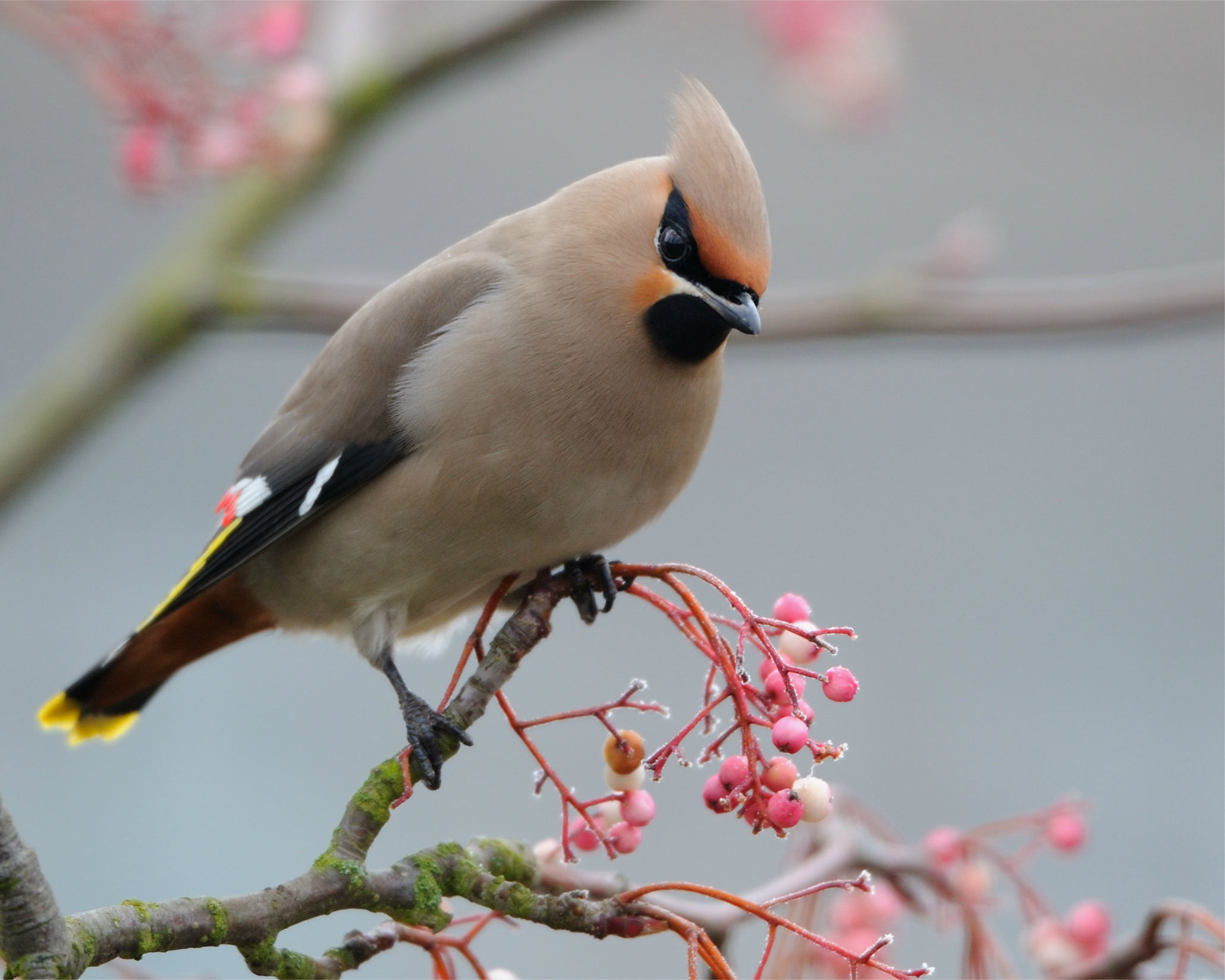 Waxwing Wallpapers