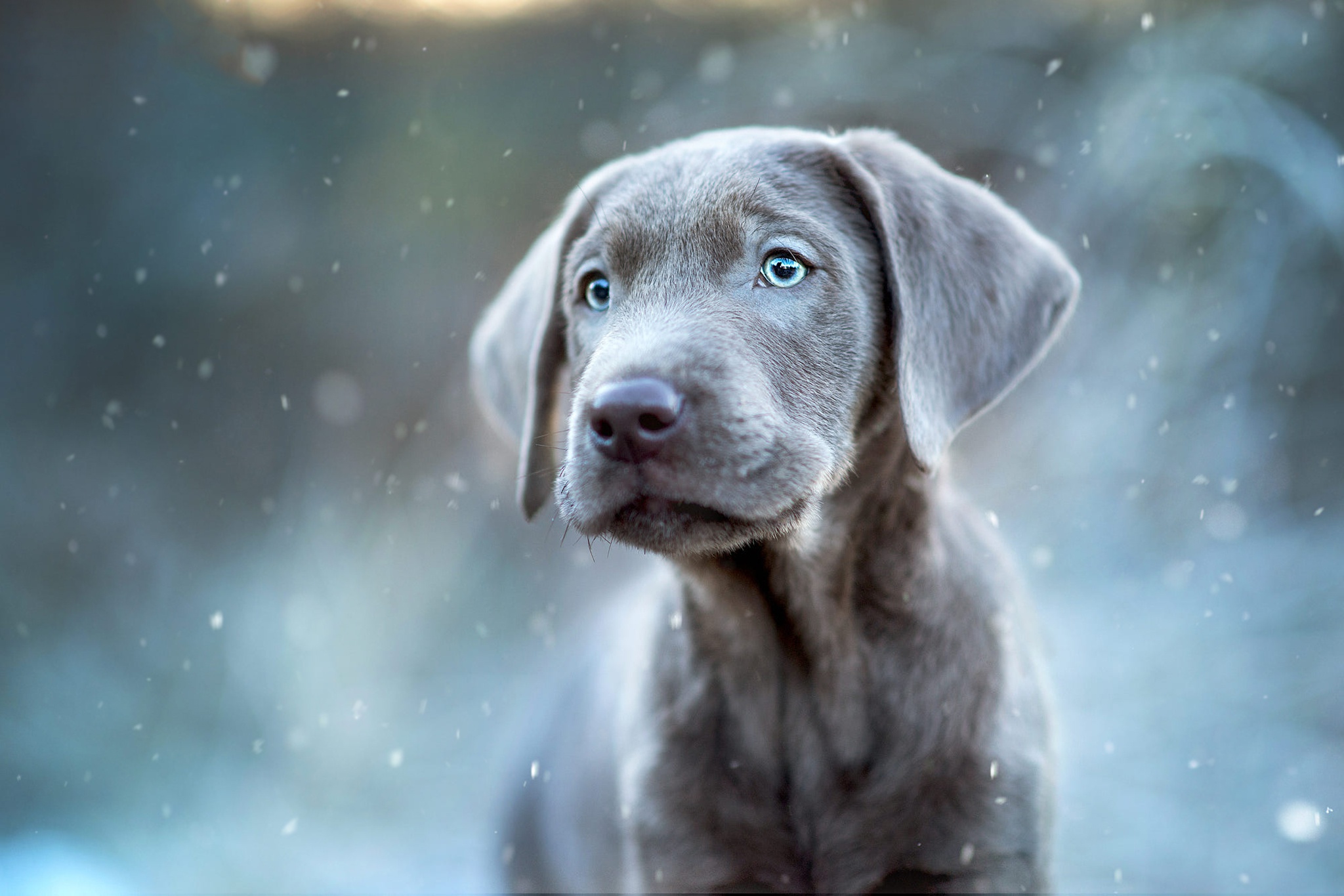 Weimaraner Wallpapers