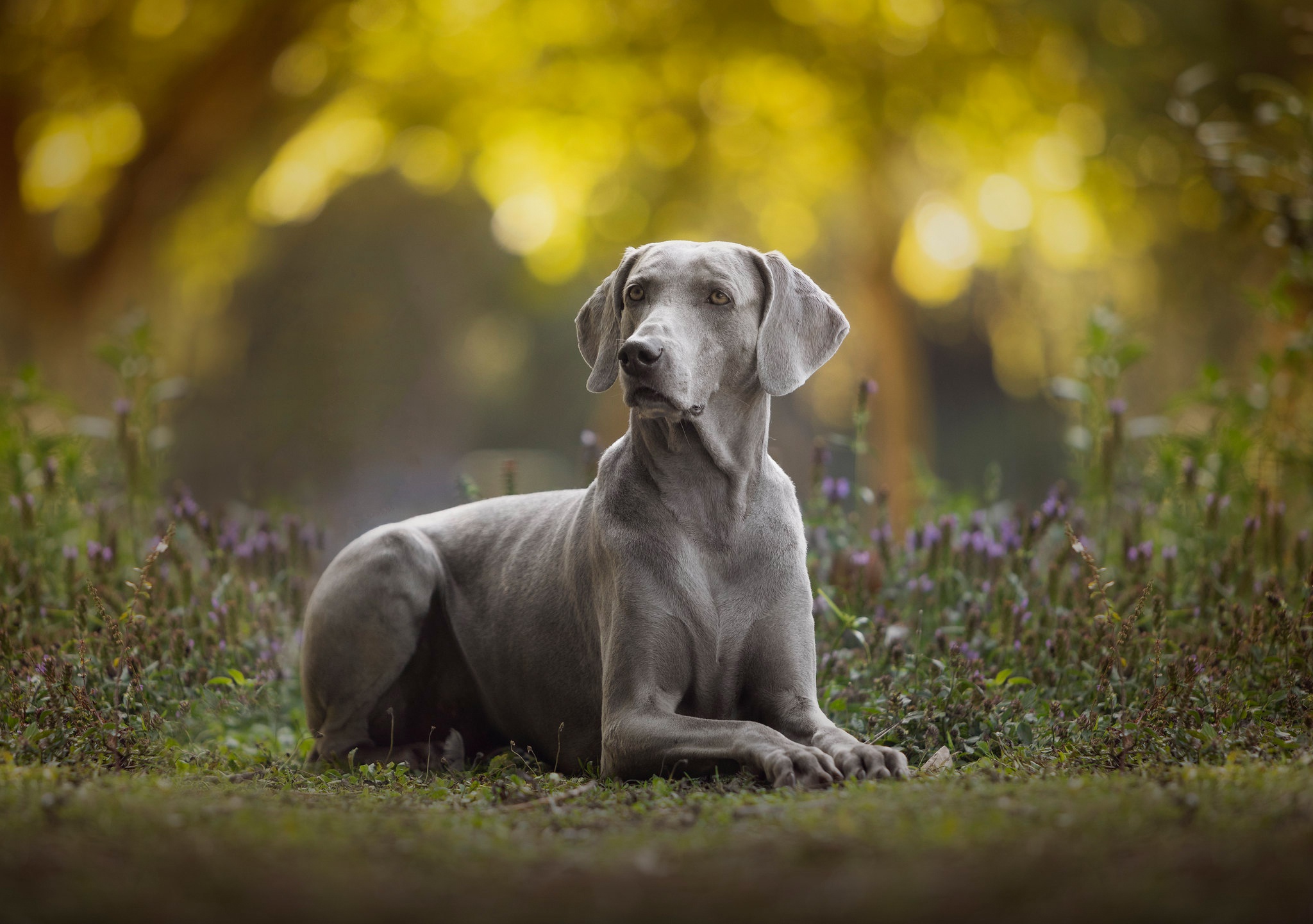 Weimaraner Wallpapers