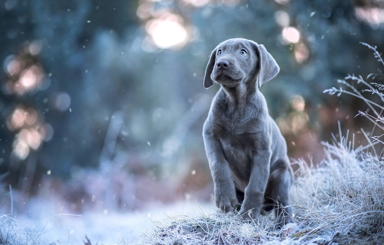 Weimaraner Wallpapers