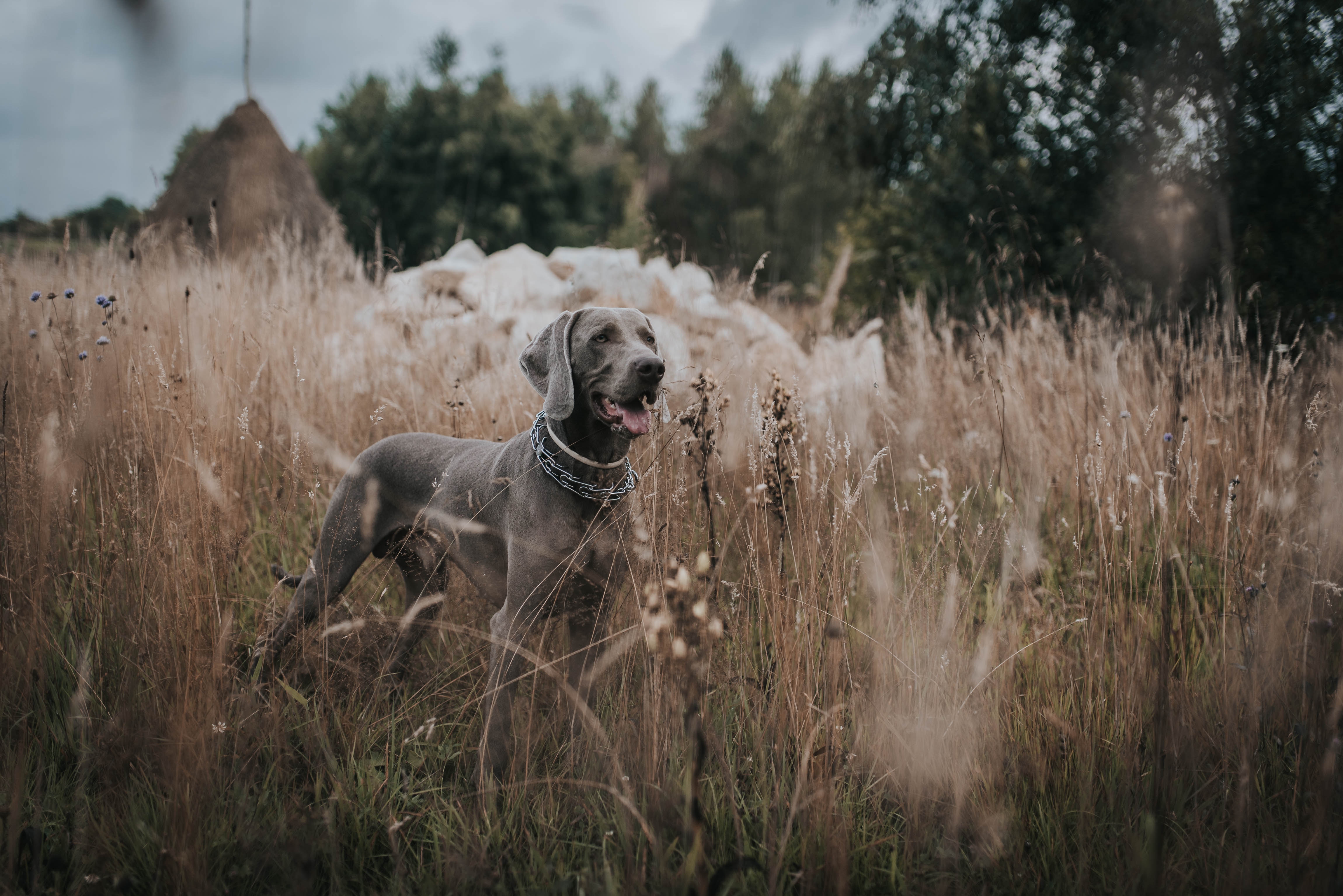 Weimaraner Wallpapers