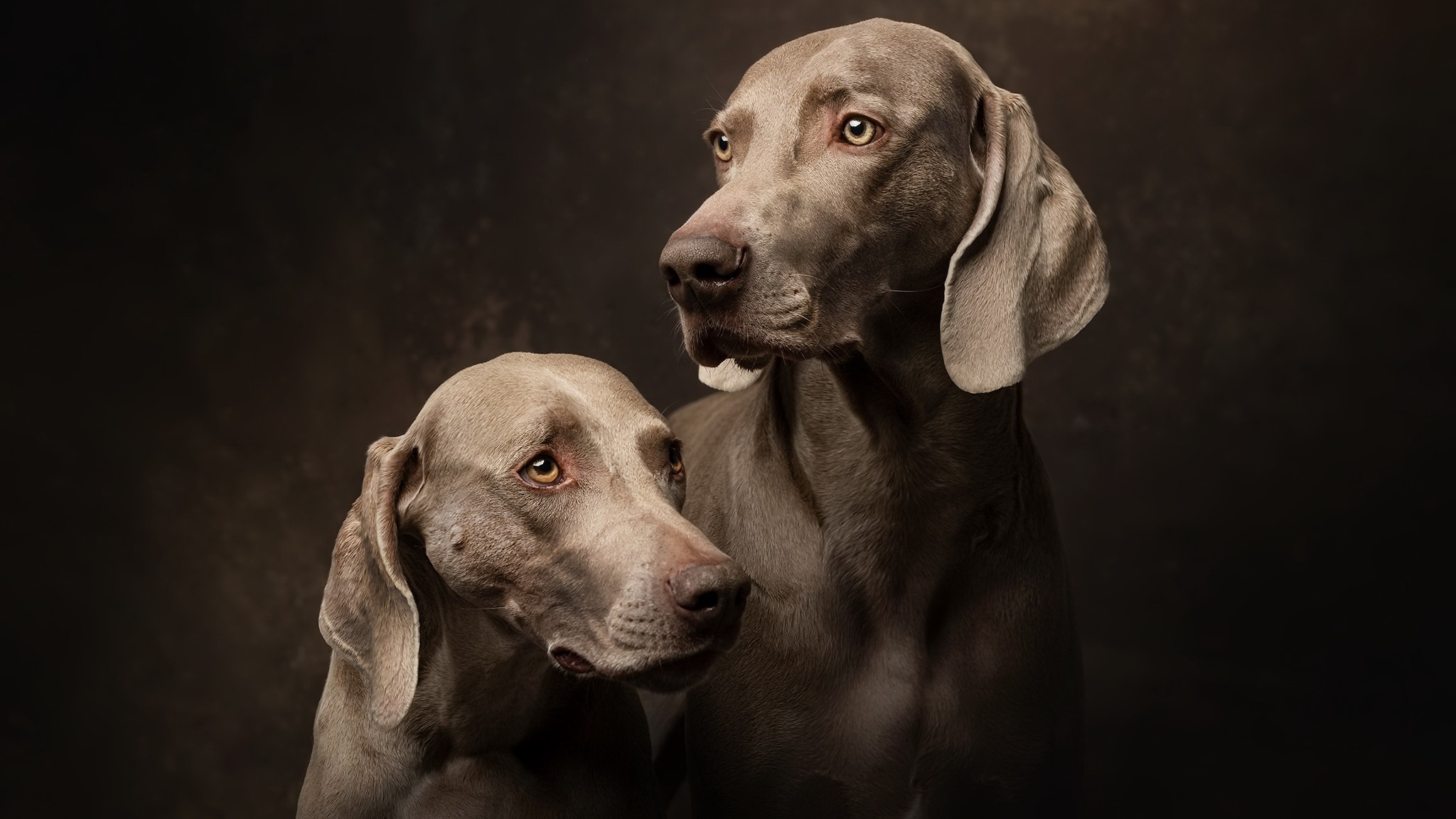 Weimaraner Wallpapers