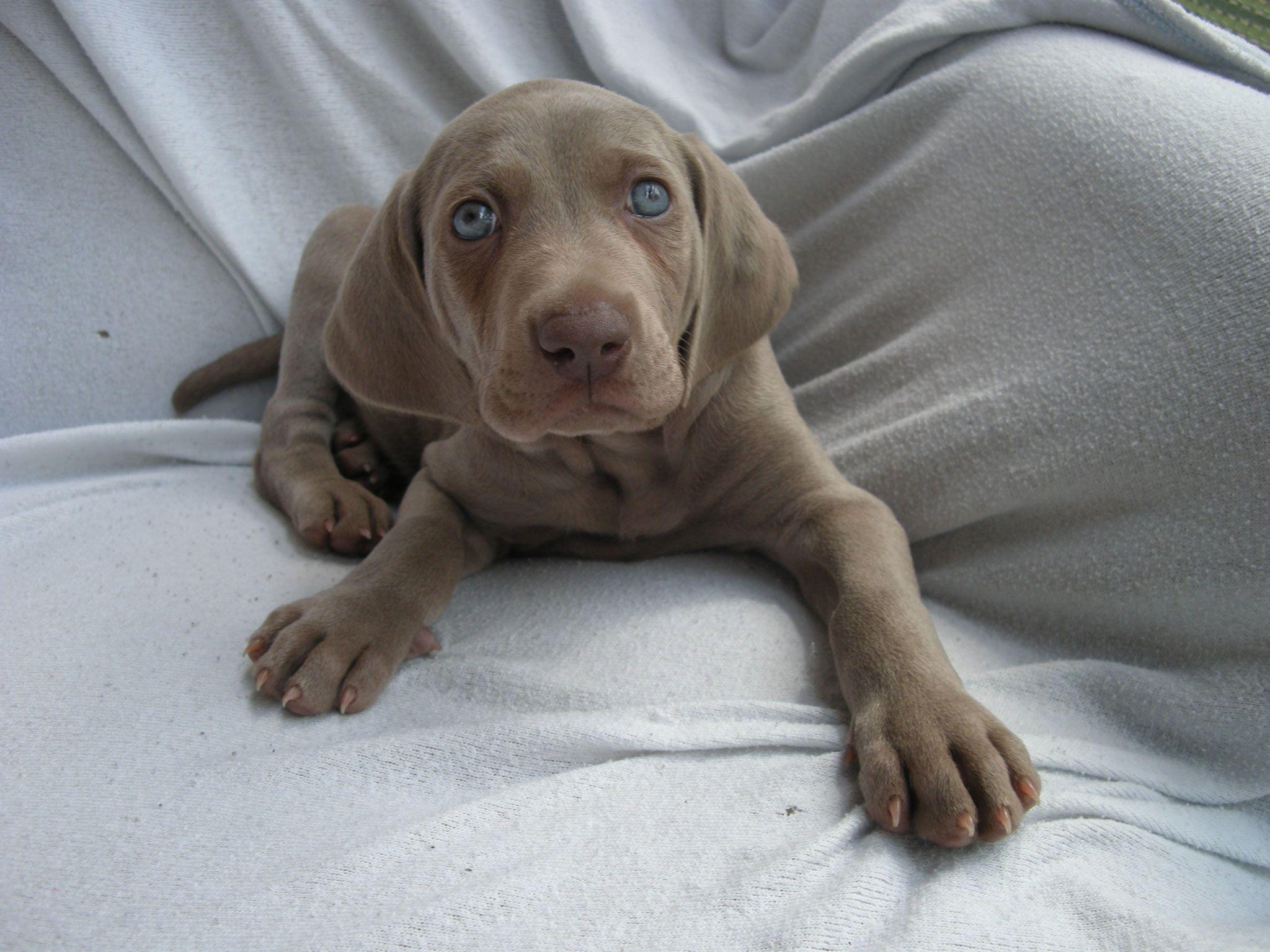 Weimaraner Wallpapers