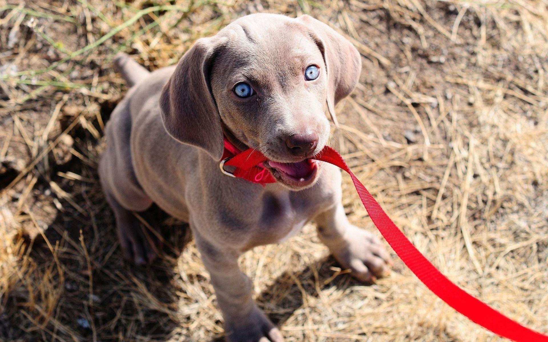 Weimaraner Wallpapers