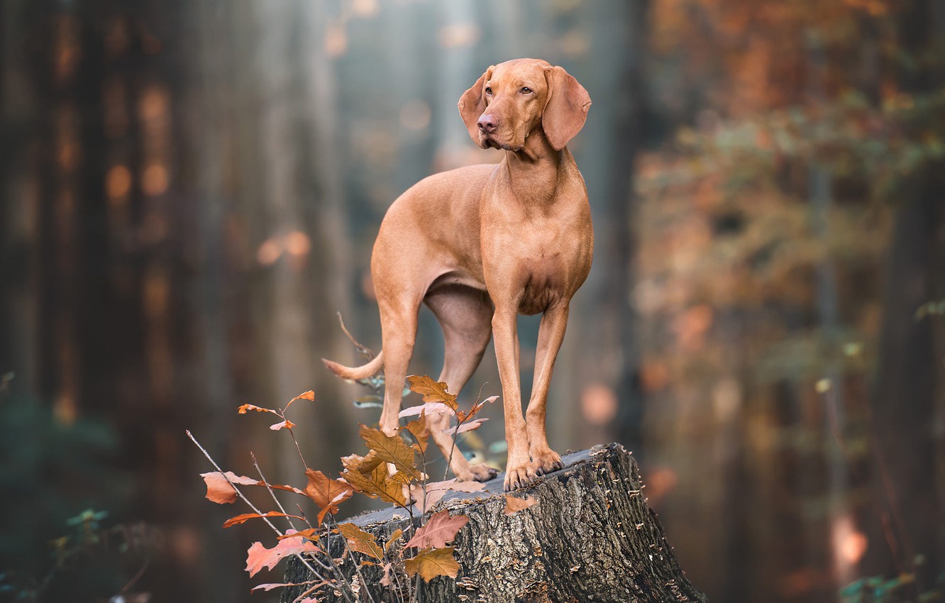 Weimaraner Wallpapers