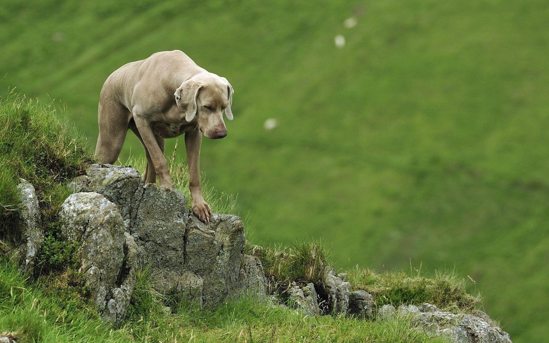 Weimaraner Wallpapers