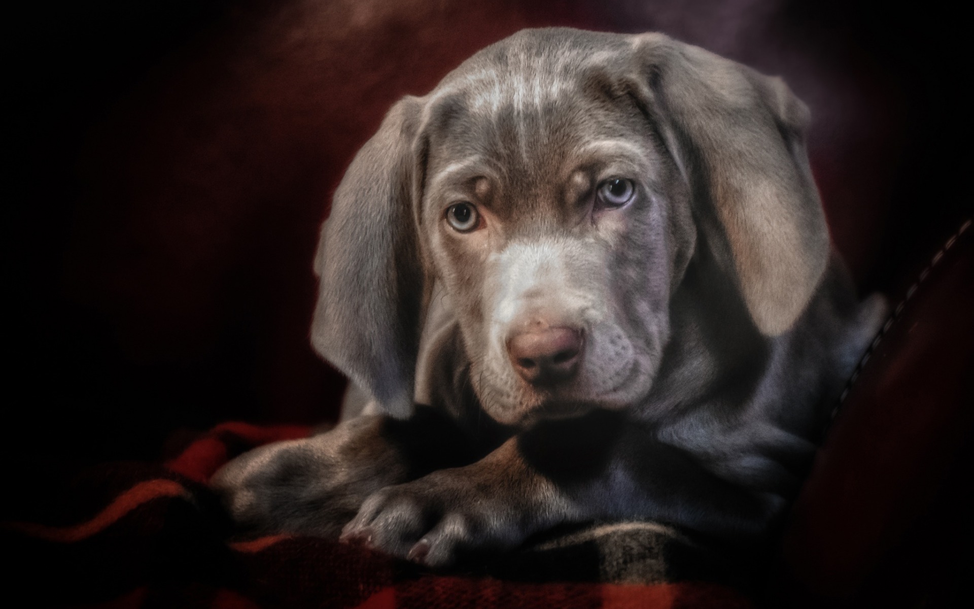 Weimaraner Wallpapers