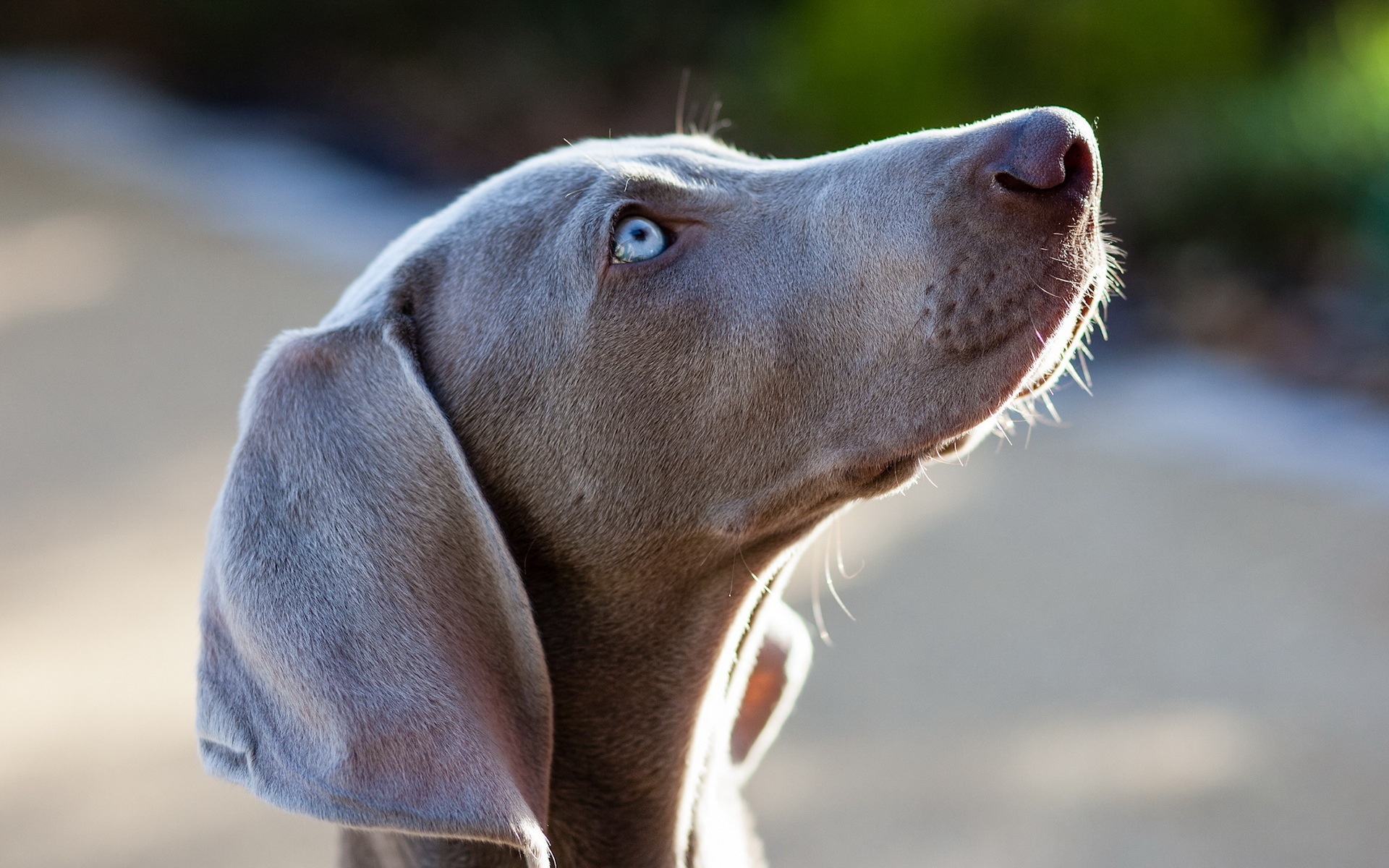 Weimaraner Wallpapers