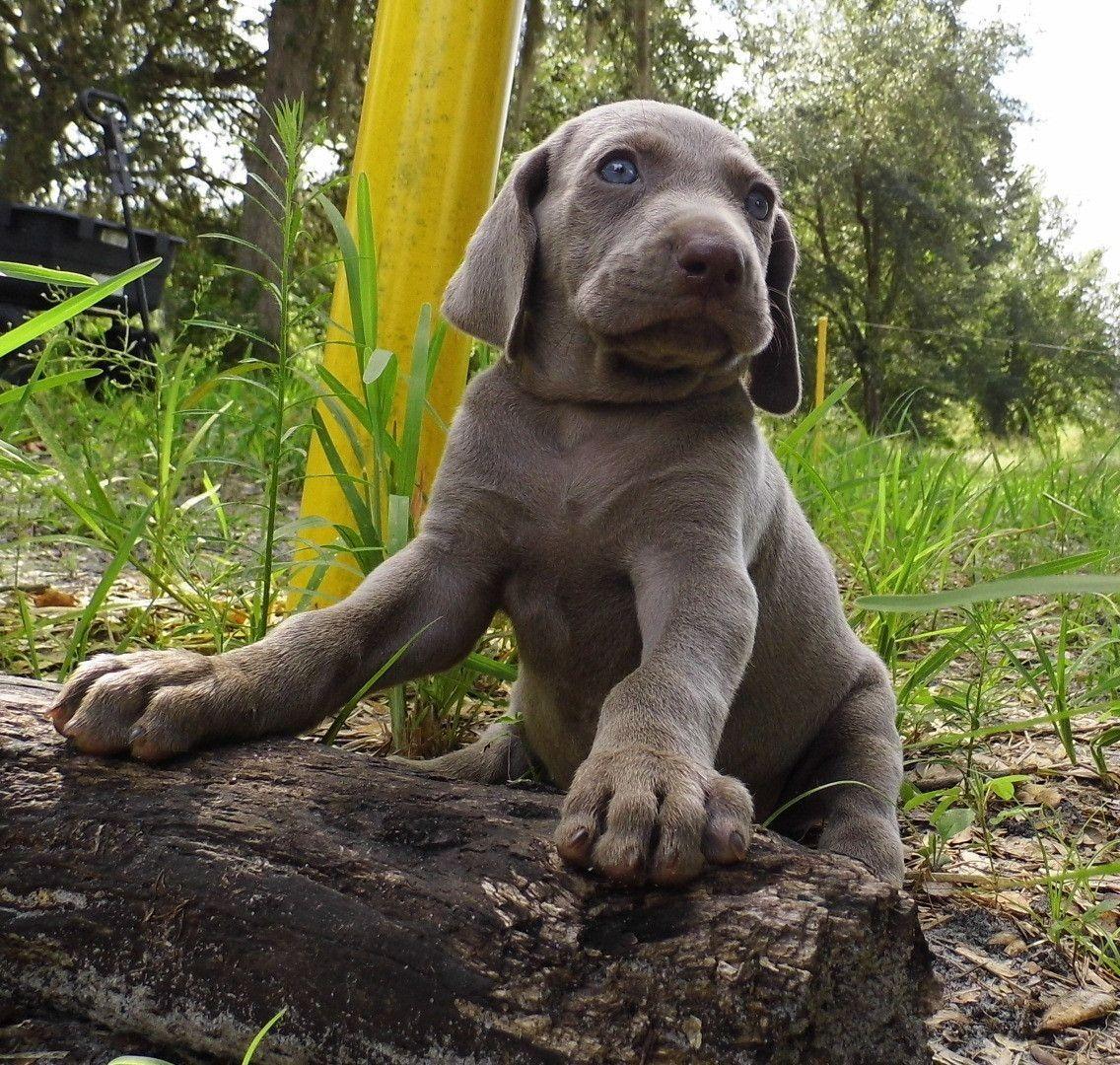 Weimaraner Wallpapers