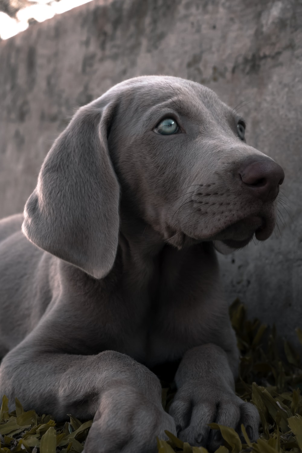 Weimaraner Wallpapers