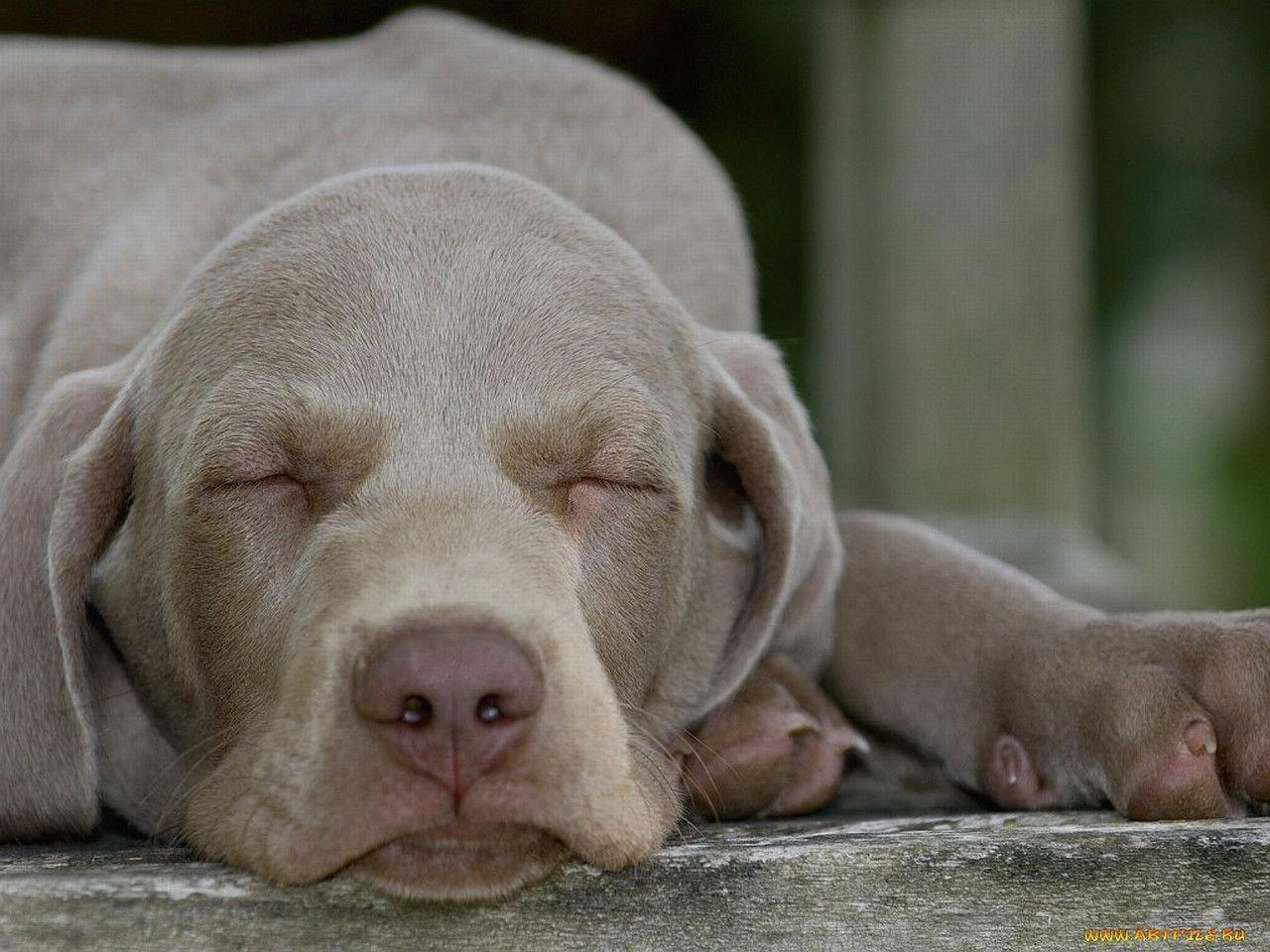 Weimaraner Wallpapers