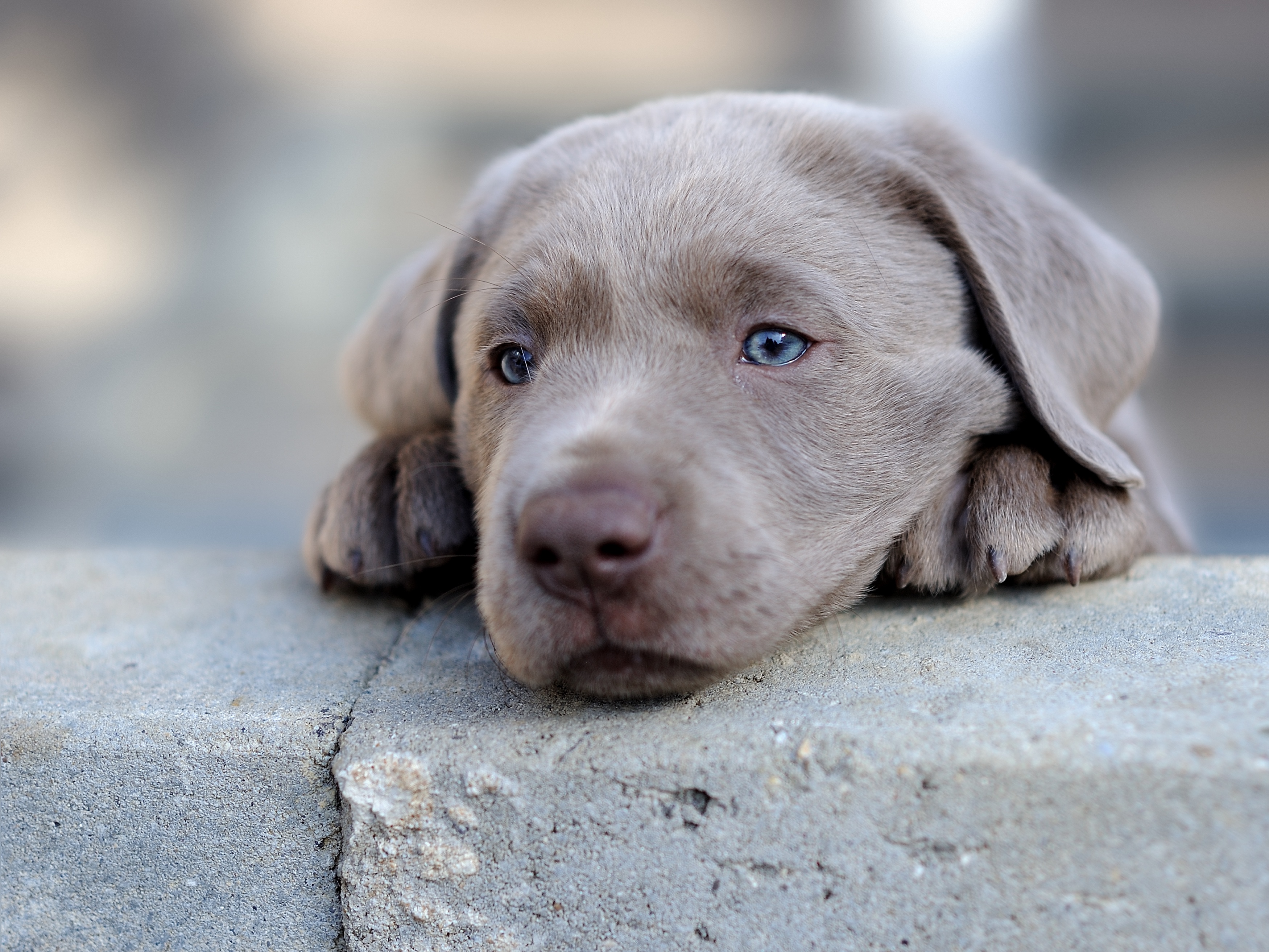 Weimaraner Wallpapers