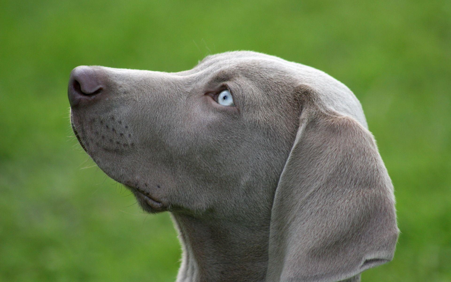 Weimaraner Wallpapers