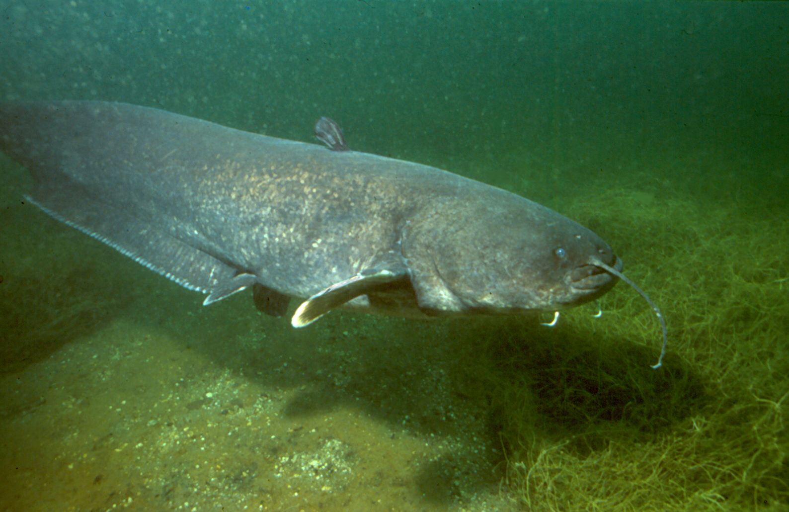 Wels Catfish Wallpapers