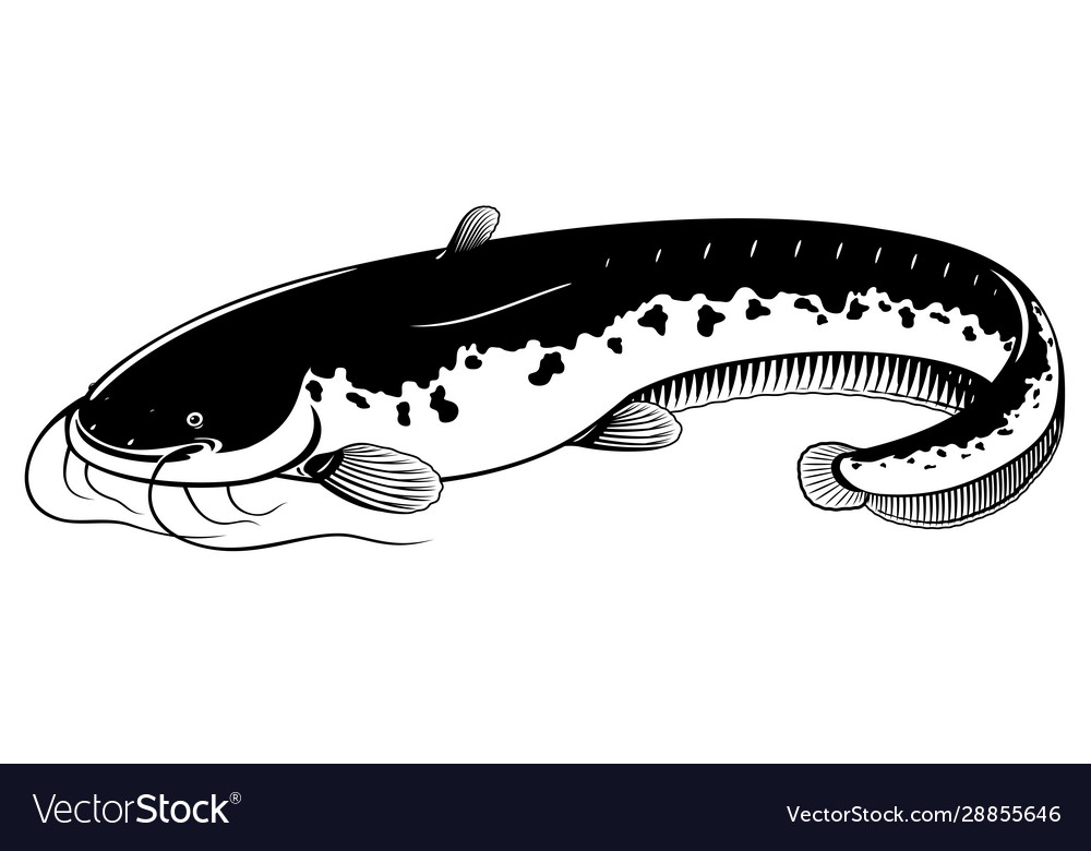 Wels Catfish Wallpapers