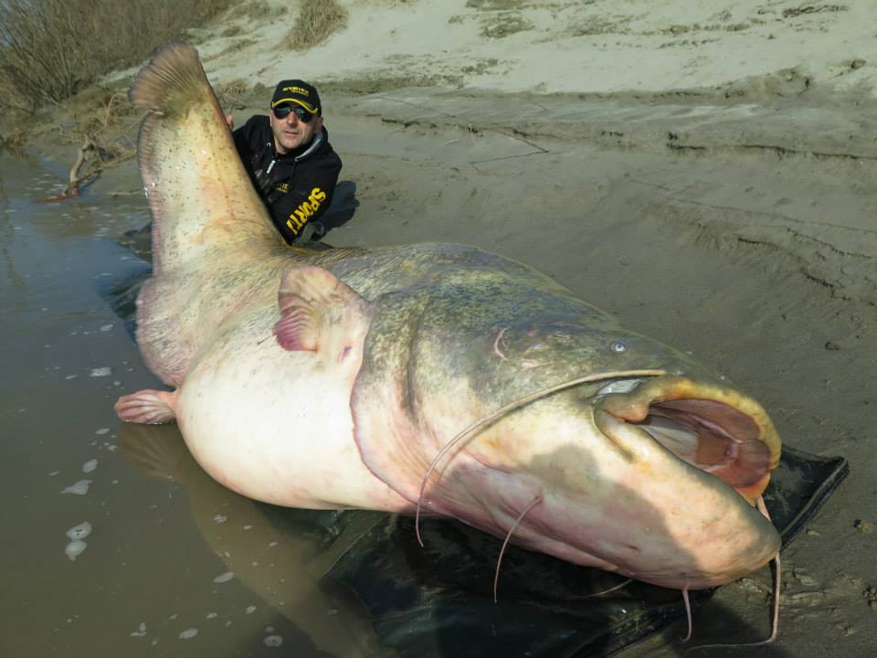 Wels Catfish Wallpapers